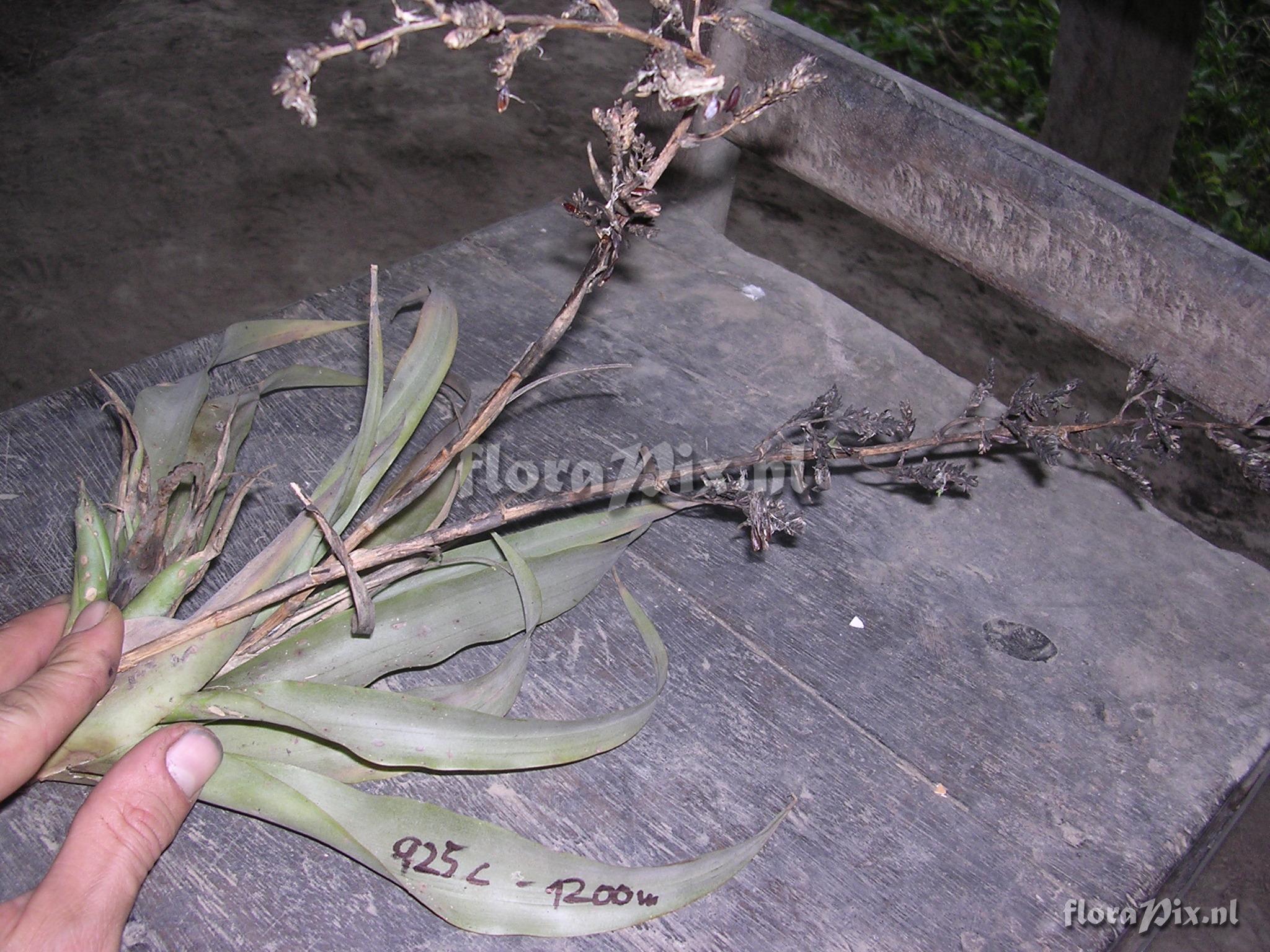 Racinaea multiflora var. tomensis (Benth.) M.A.Spencer & L.B. Sm.