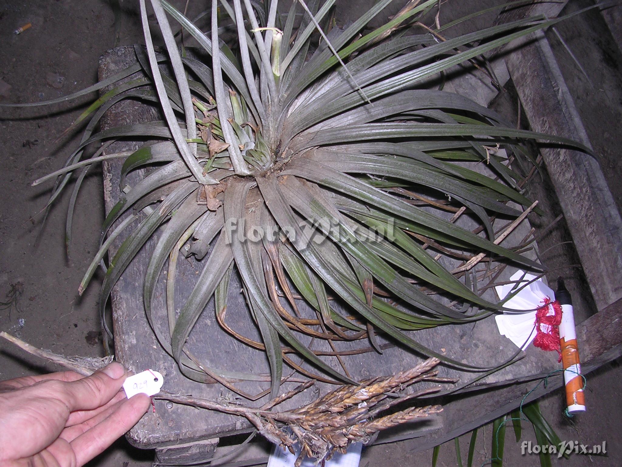 Tillandsia floribunda Kunth