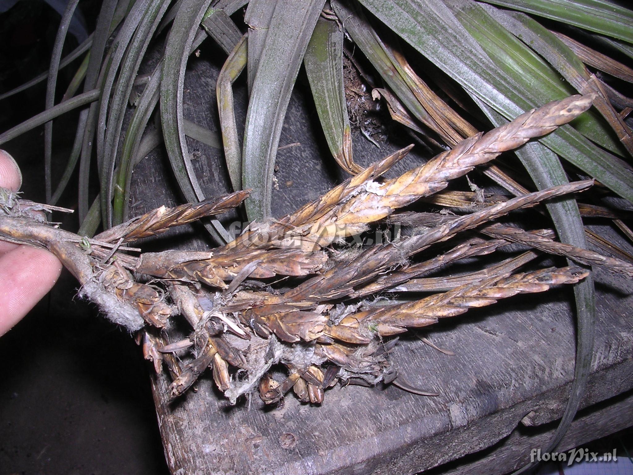 Tillandsia floribunda Kunth