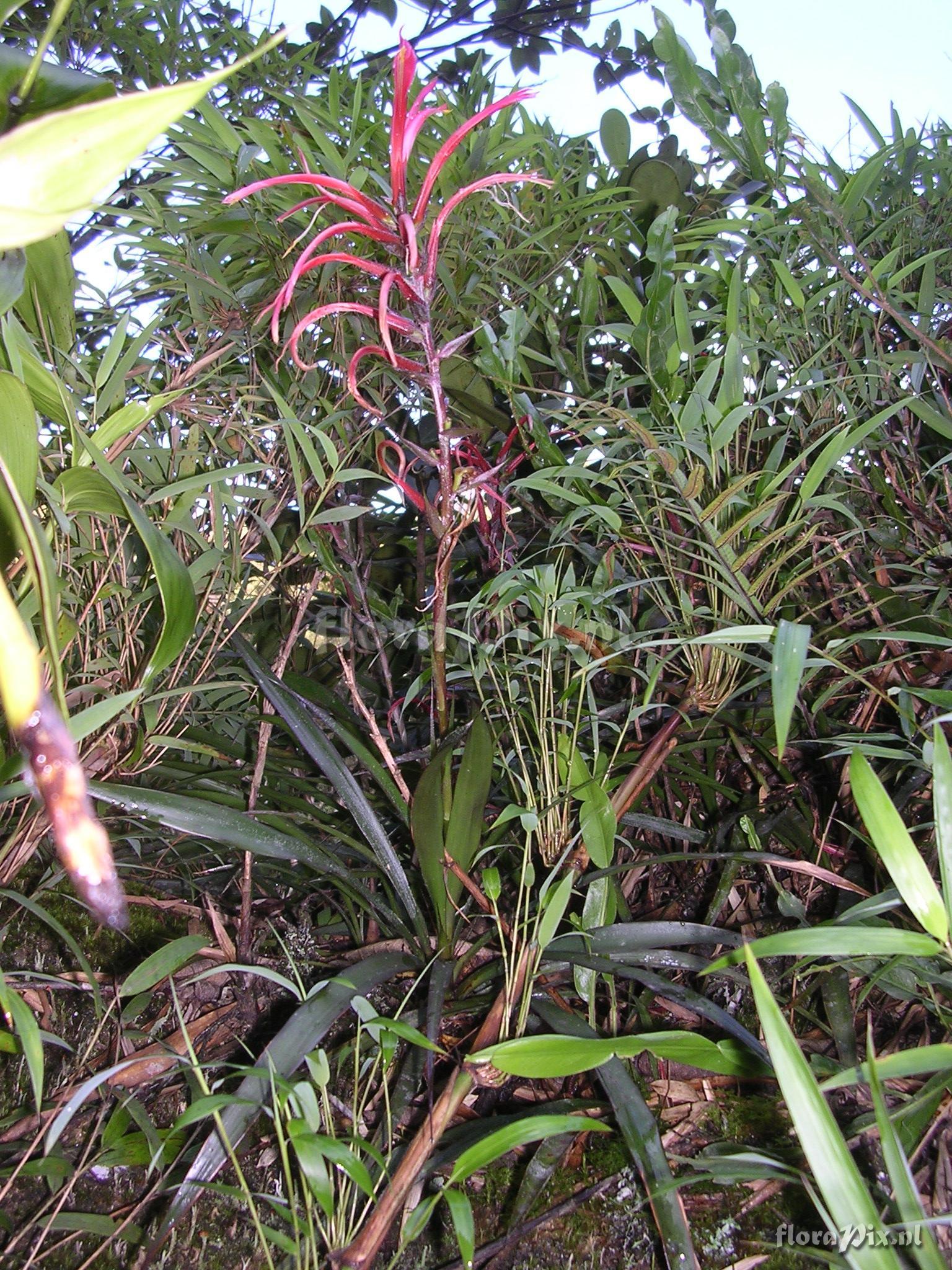 Pitcairnia riparia Mez