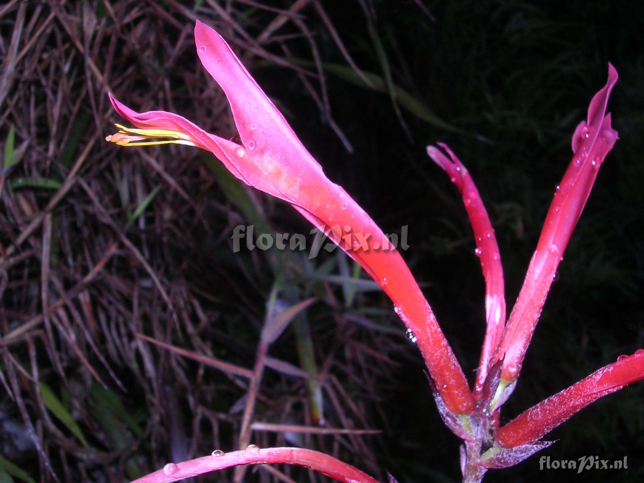 Pitcairnia riparia Mez