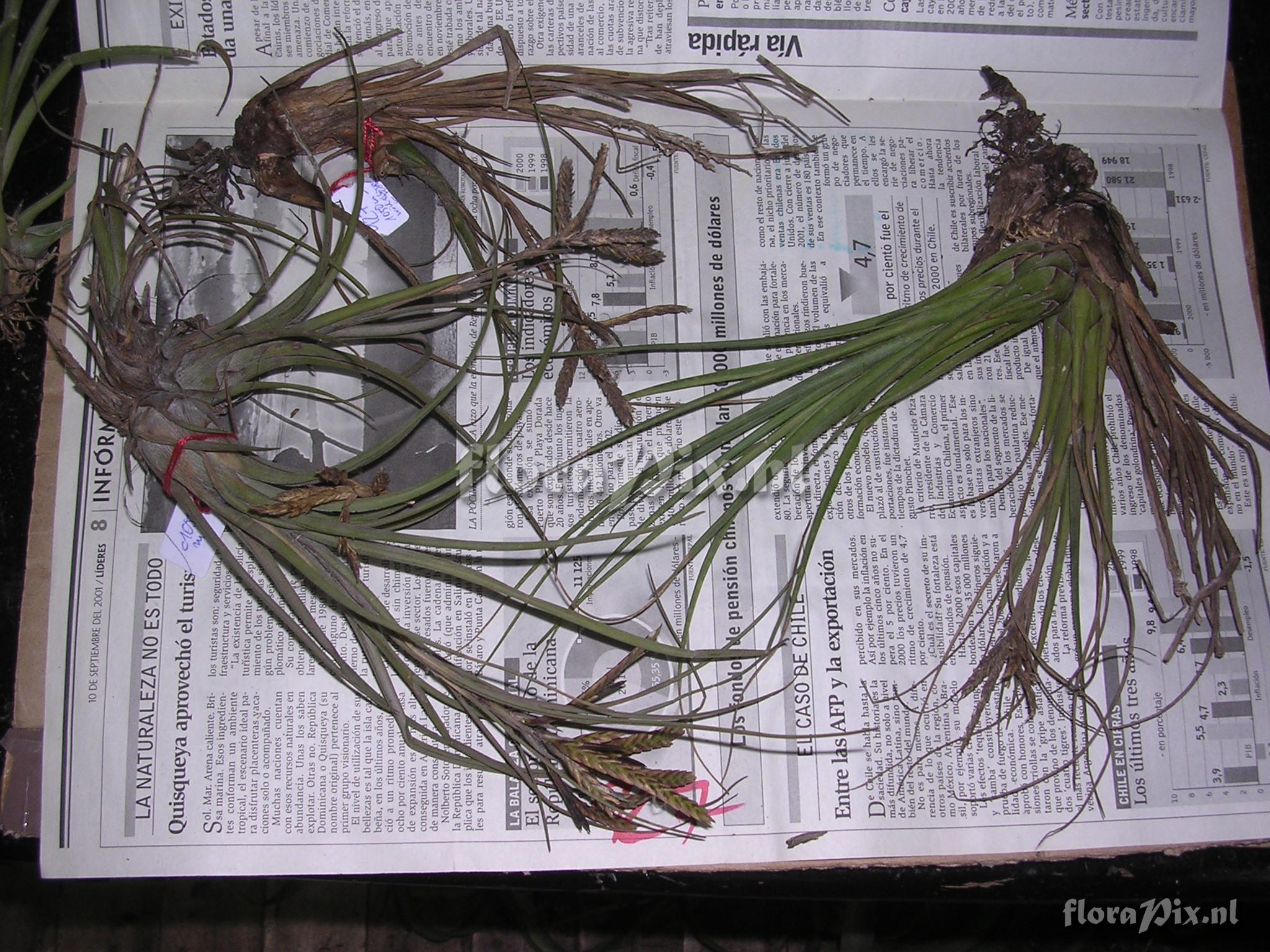 Tillandsia disticha Kunth