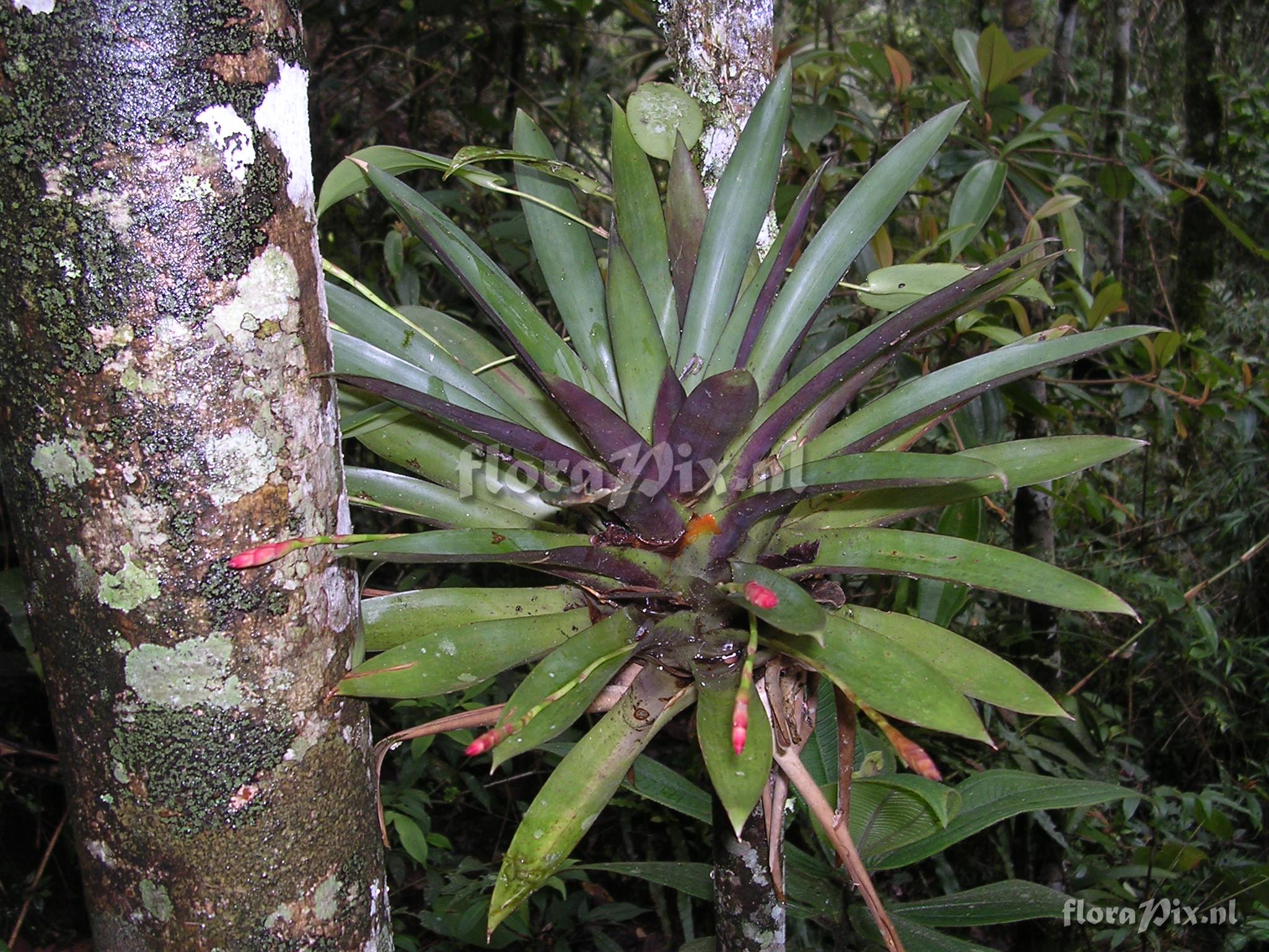 Tillandsia complanata Benth. ssp. complanata Gilmartin