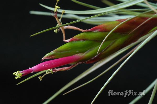 Tillandsia concolor