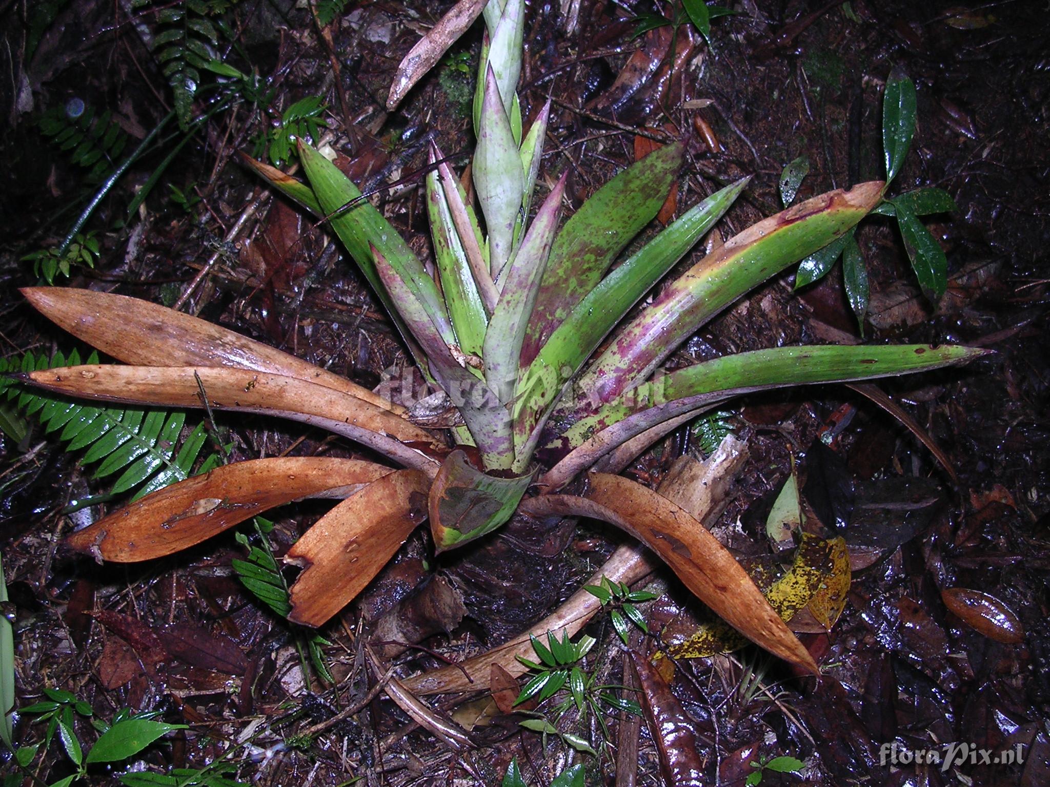 Tillandsia fendleri