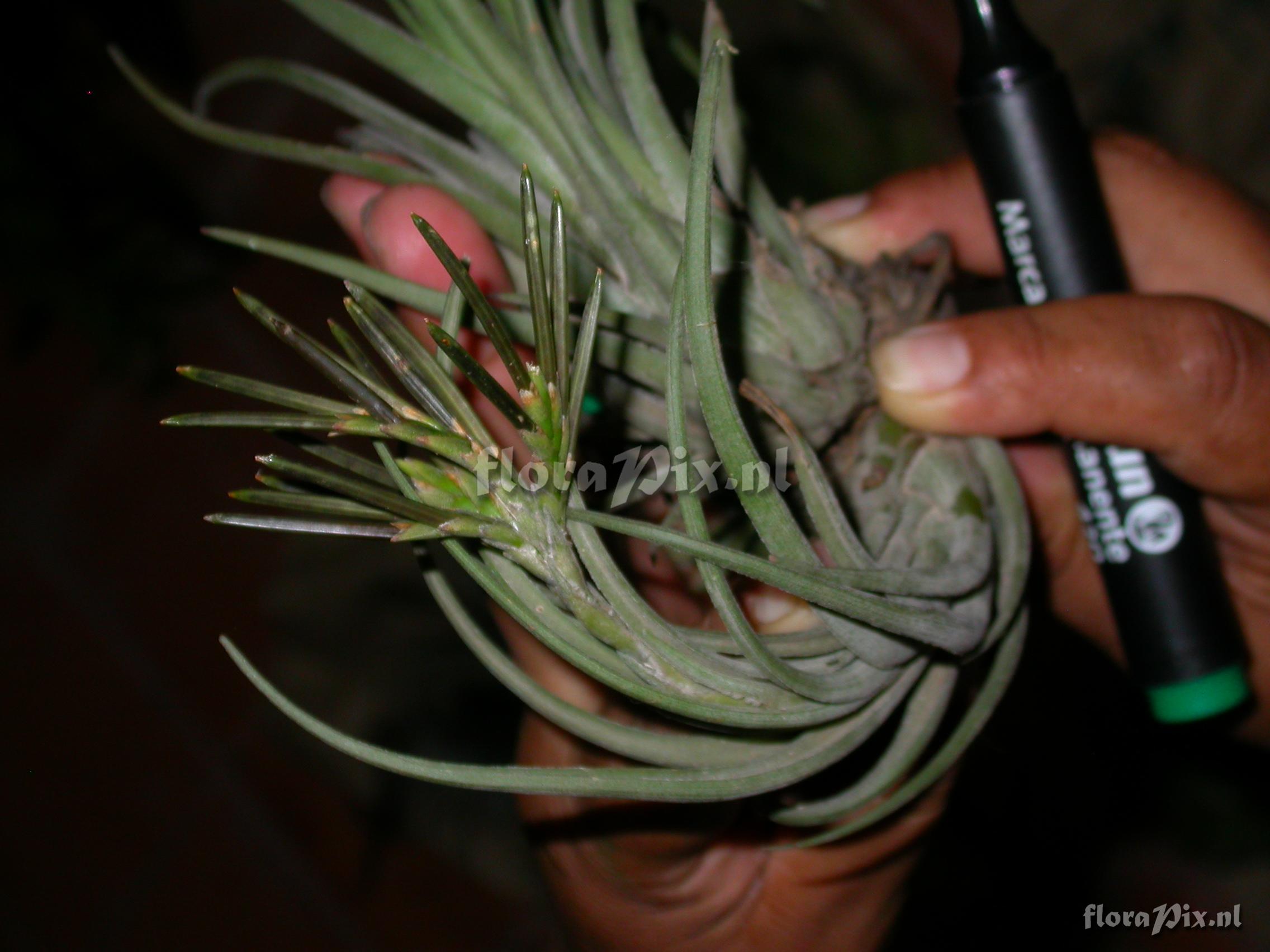 Tillandsia sp. nov. 