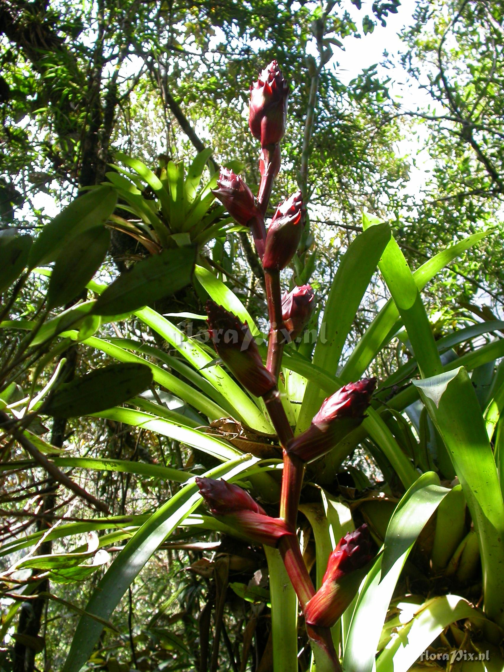 Guzmania atrocastanea H. Luther