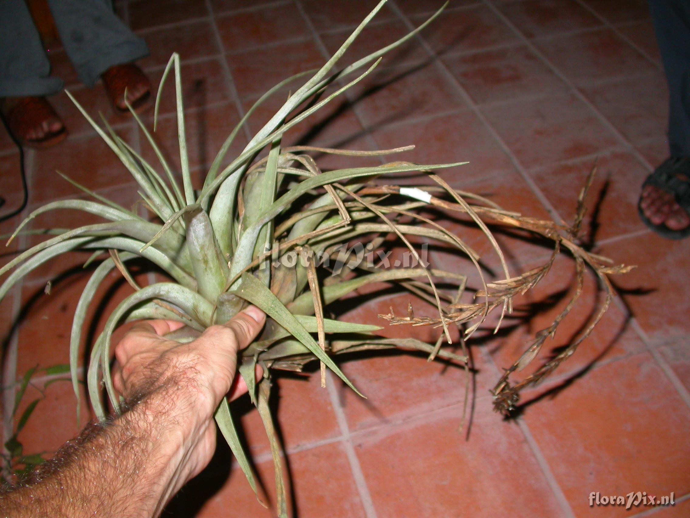 Tillandsia hitchkockiana (L.B. Sm.) L.B. Sm.