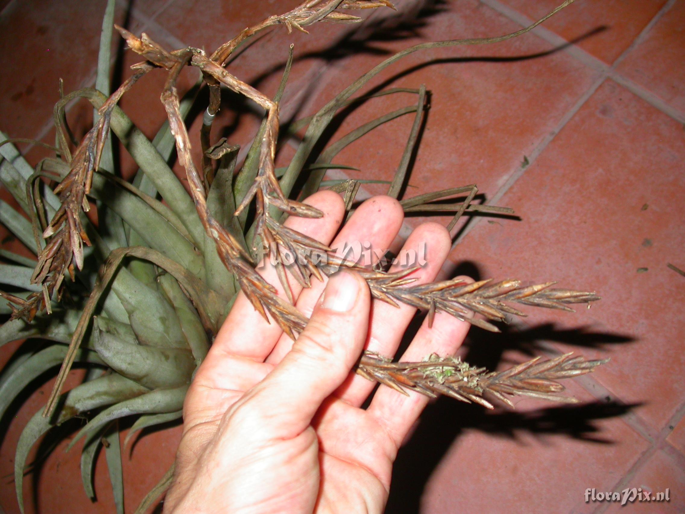 Tillandsia hitchkockiana (L.B. Sm.) L.B. Sm.