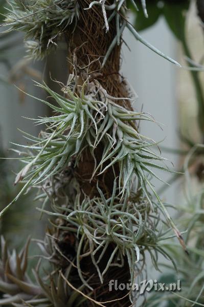 Tillandsia copynii