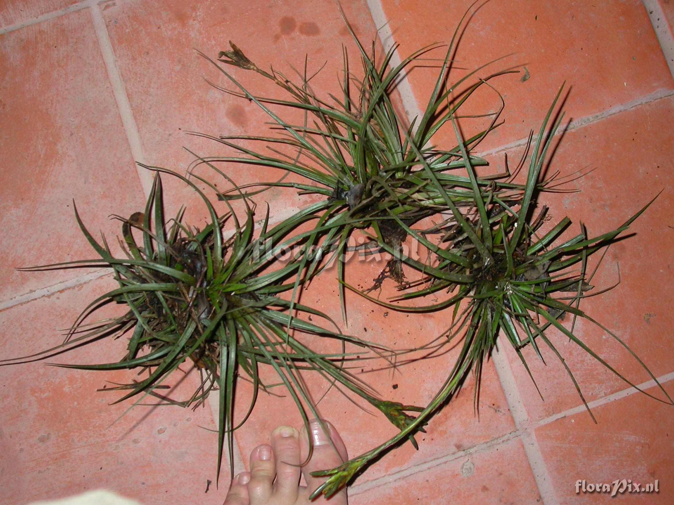 Tillandsia cf. floribunda 