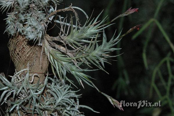 Tillandsia copynii