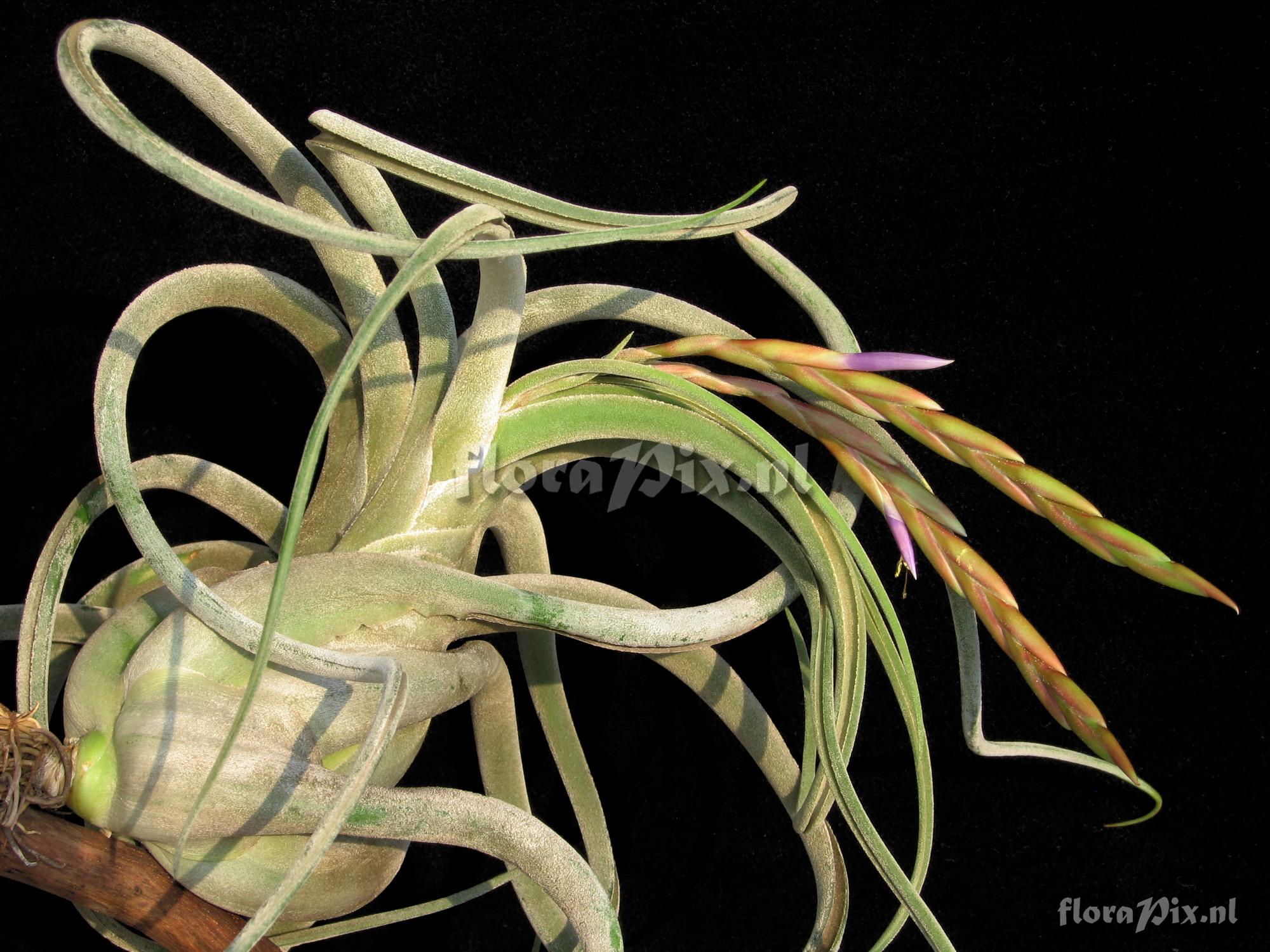 Tillandsia caput-medusae