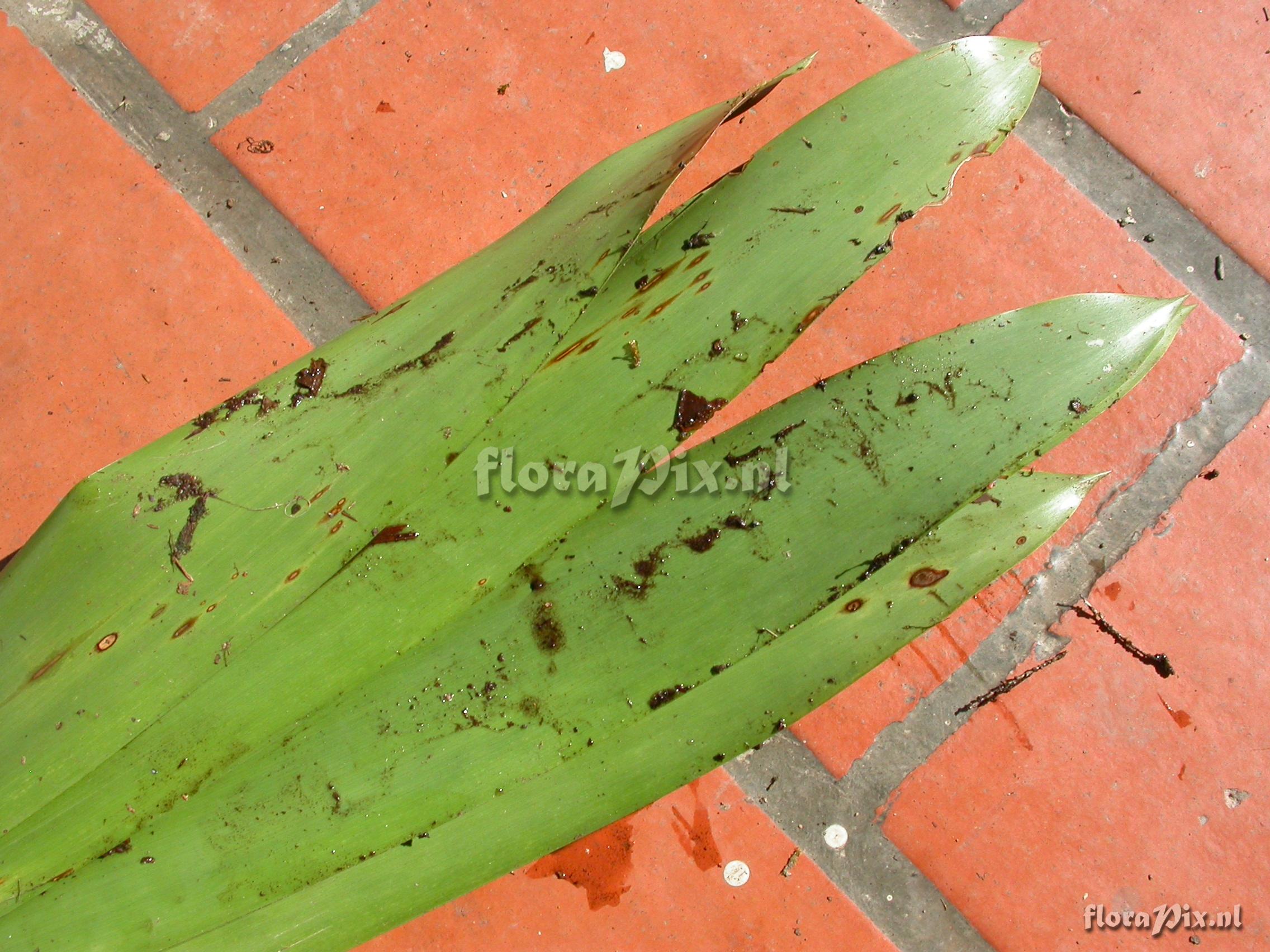 Guzmania atrocastanea H. Luther