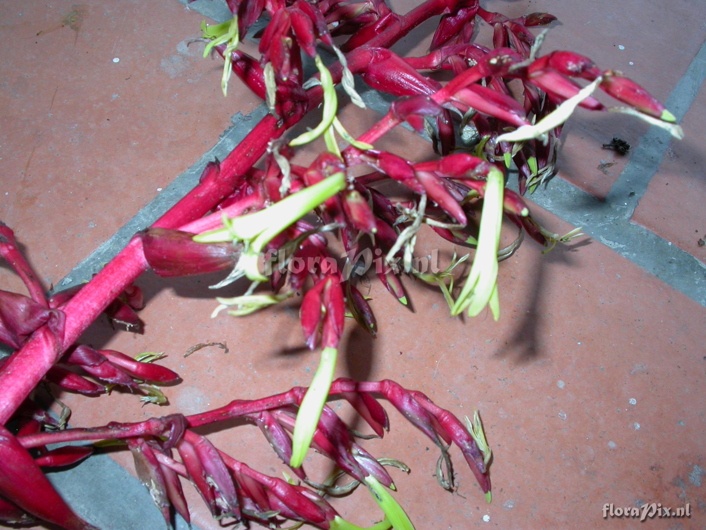 Mezobromelia fulgens L.B. Sm.