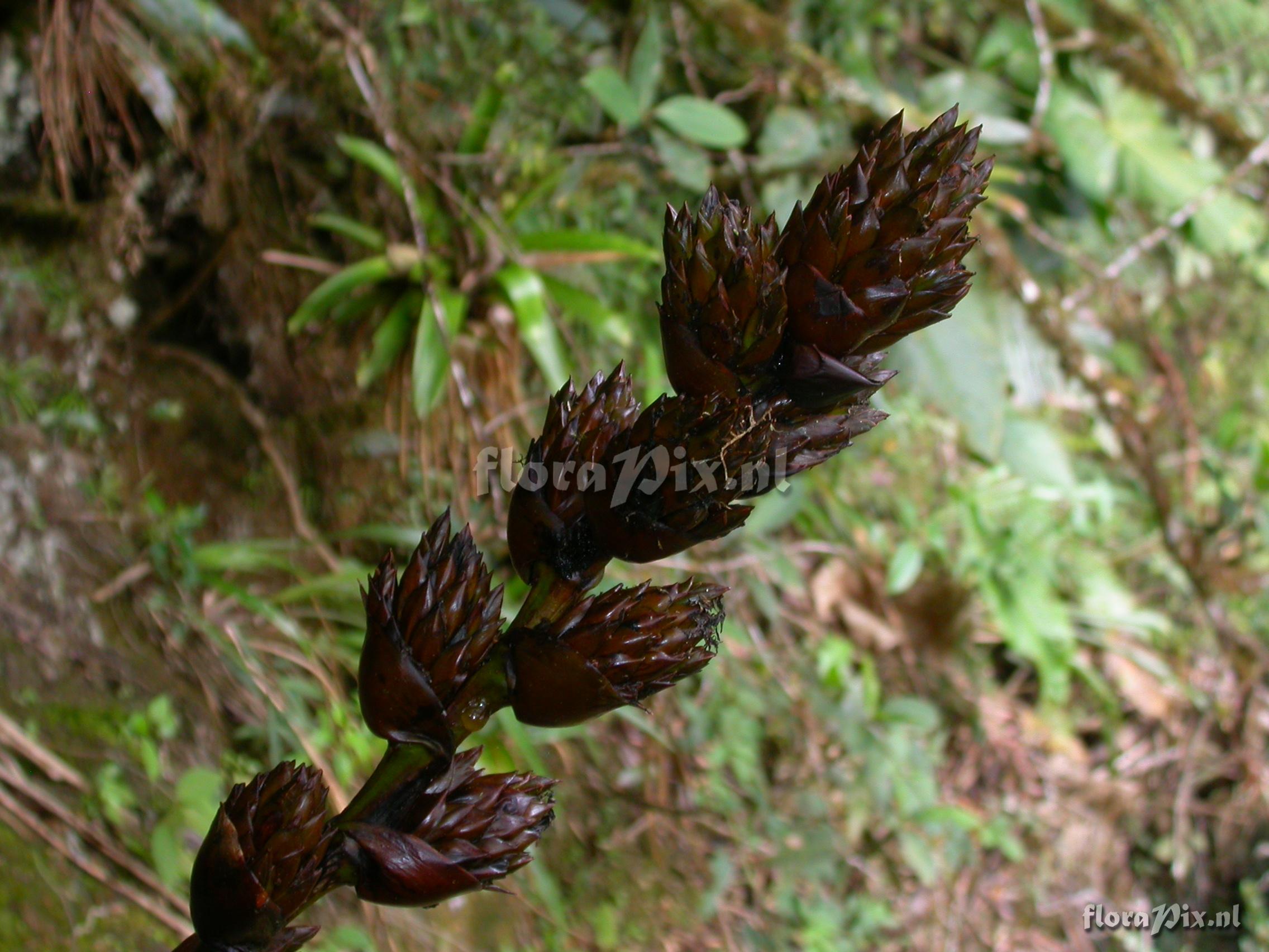 Guzmania xipholepis L.B. Sm.