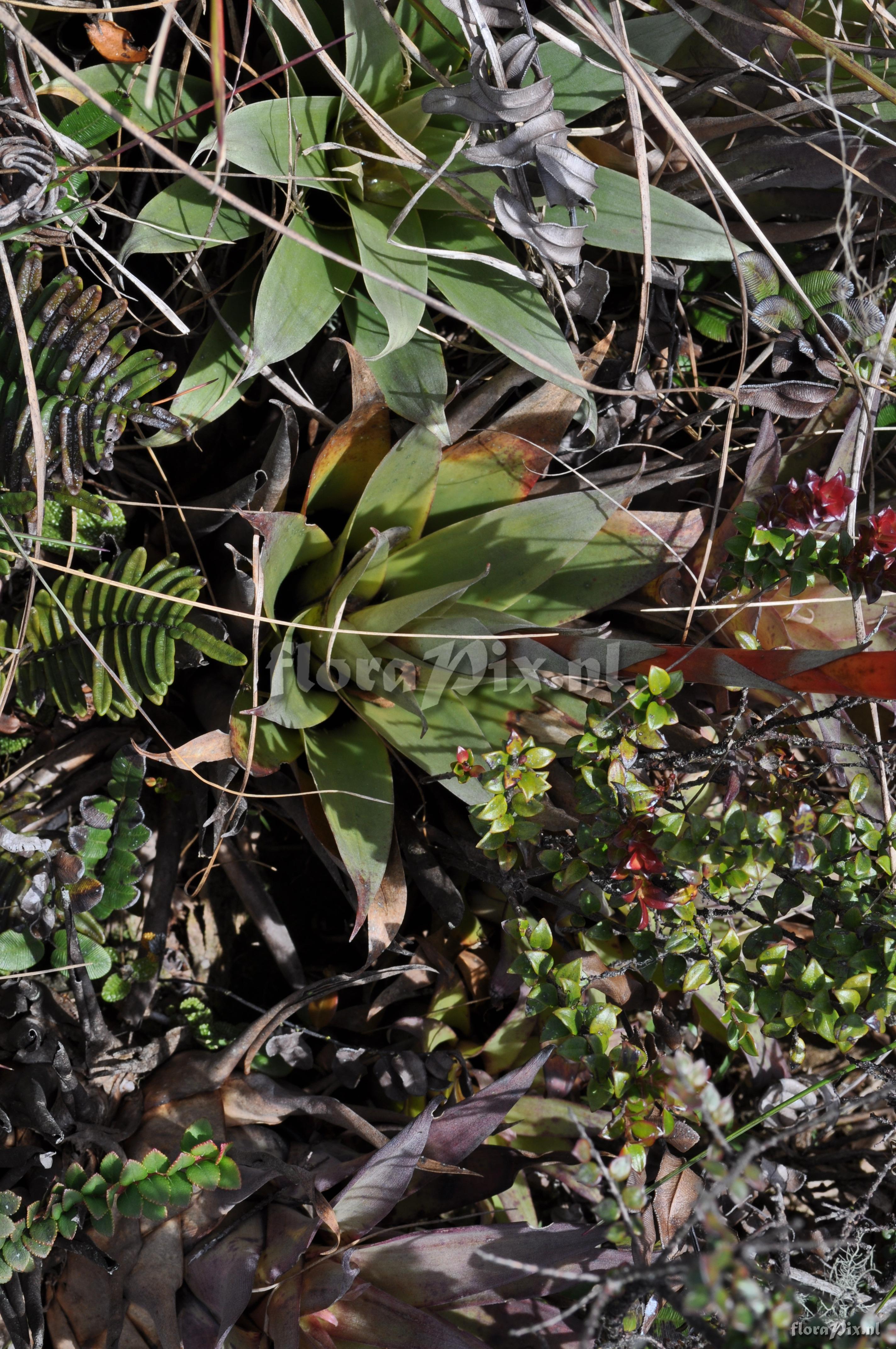 Tillandsia