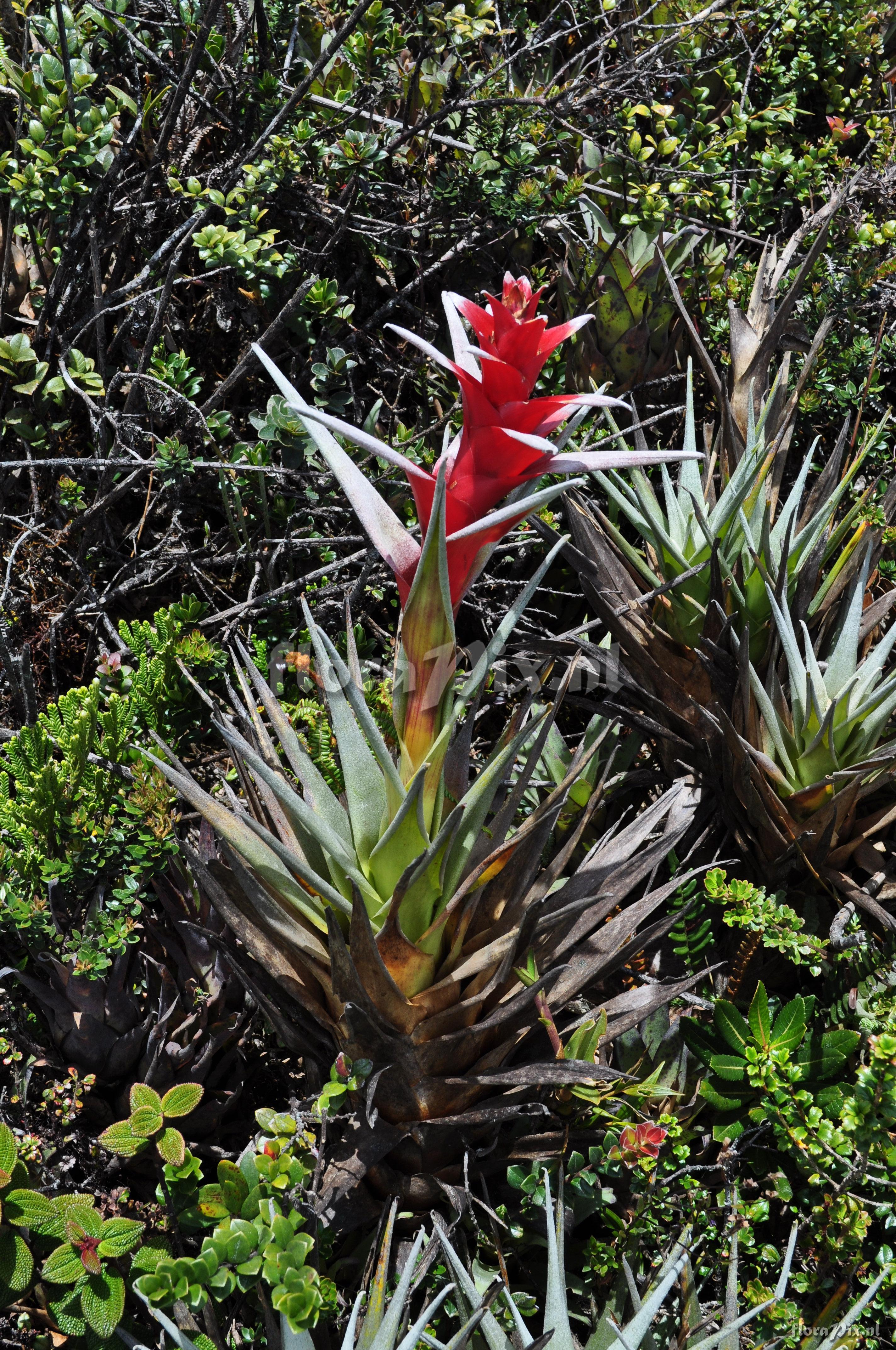 Guzmania aff. lychnis