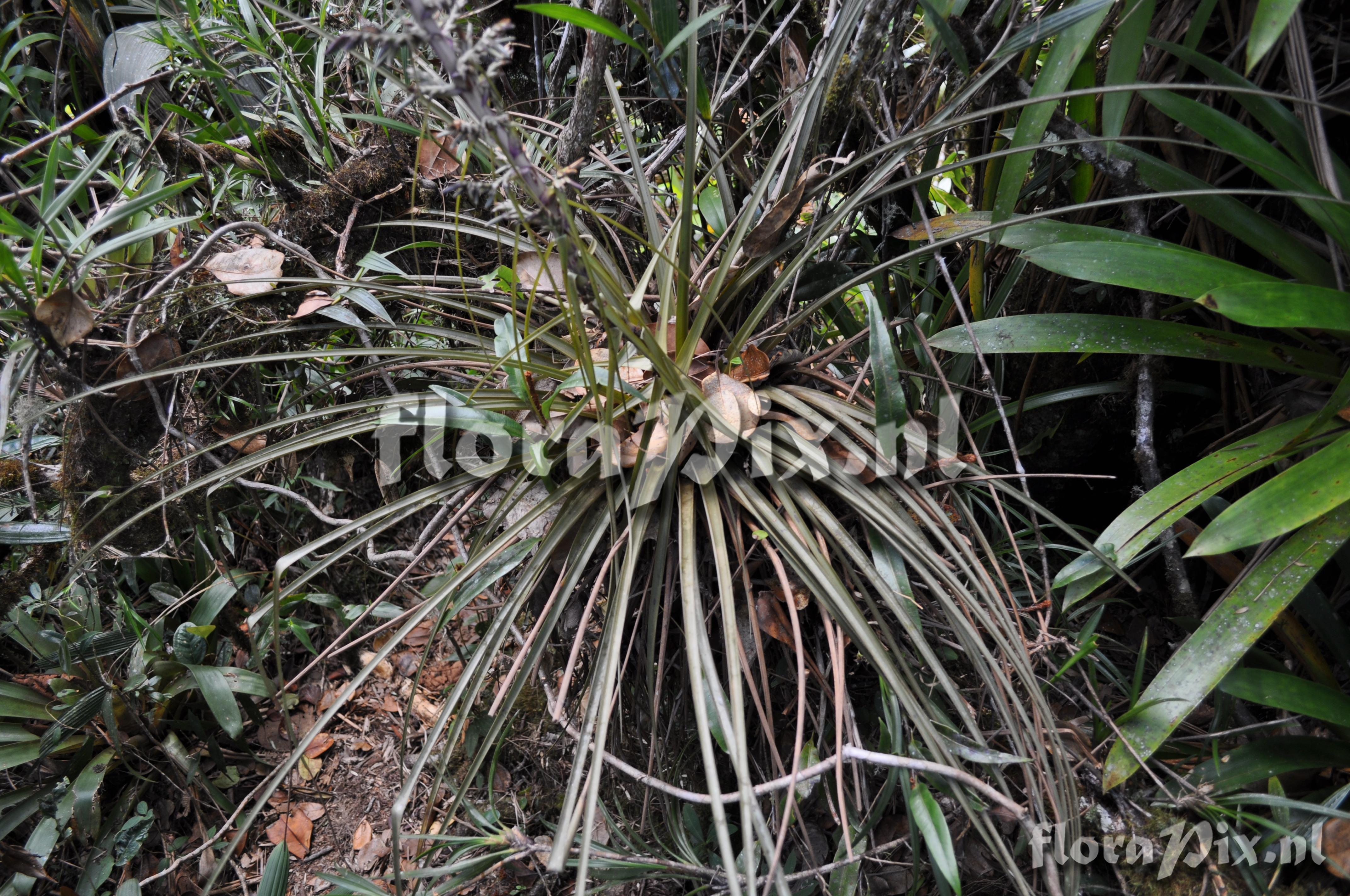 Tillandsia laminata