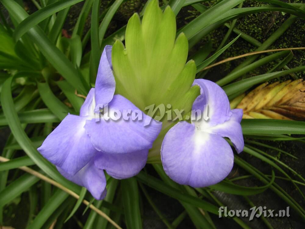 Tillandsia cyanea var, tricolor