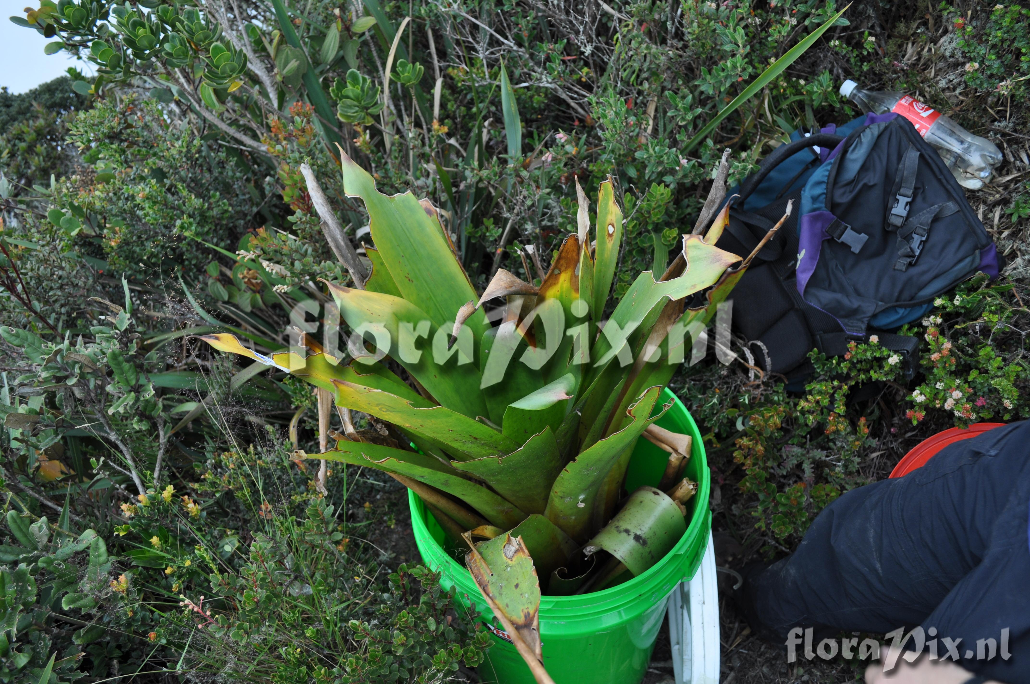 Mezobromelia fulgens 