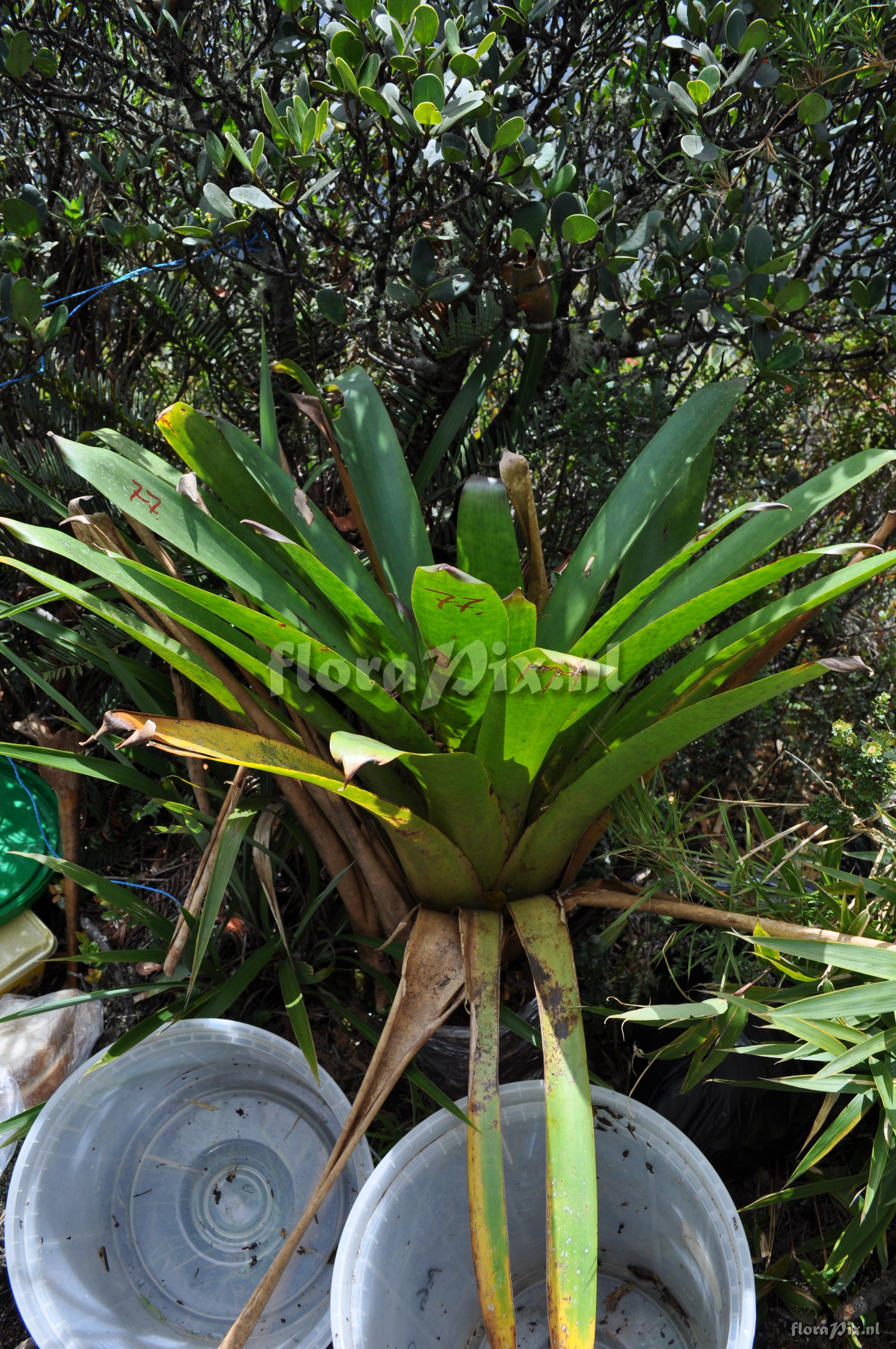 Mezobromelia fulgens 