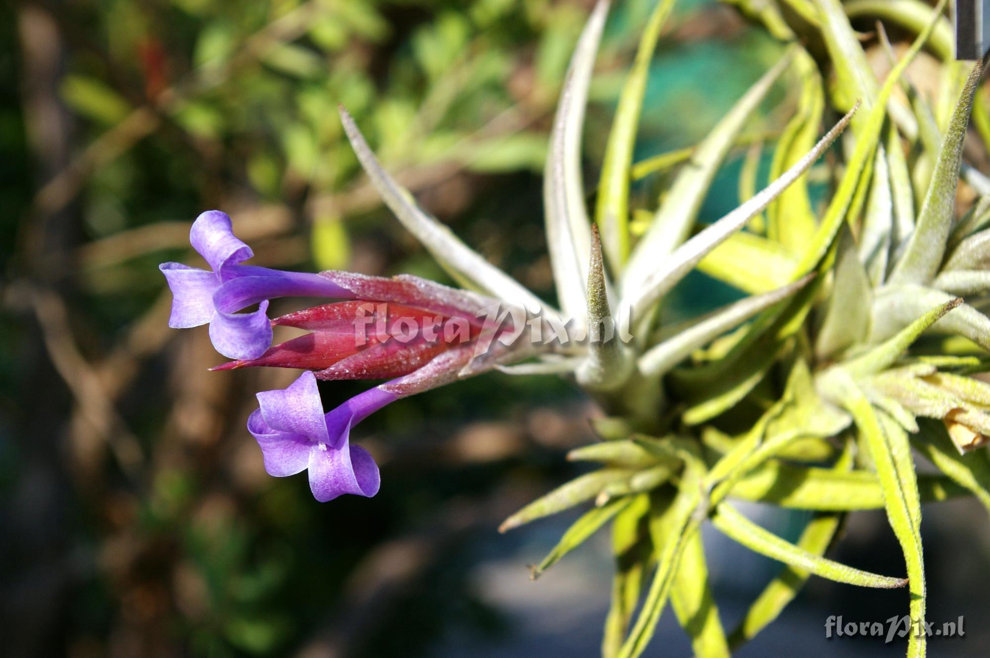 Tillandsia cochabamba