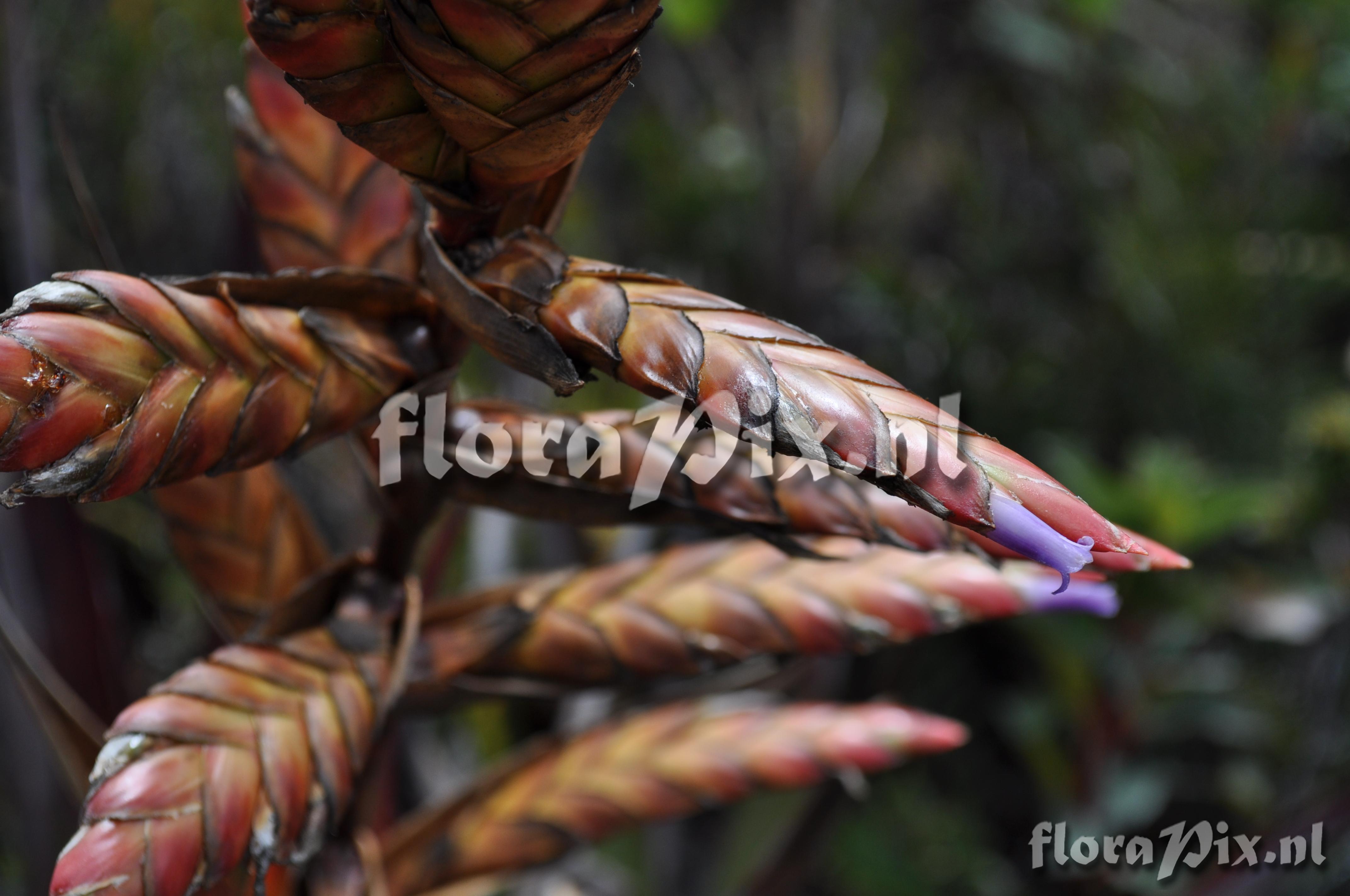 Tillandsia confinis L.B. Sm.