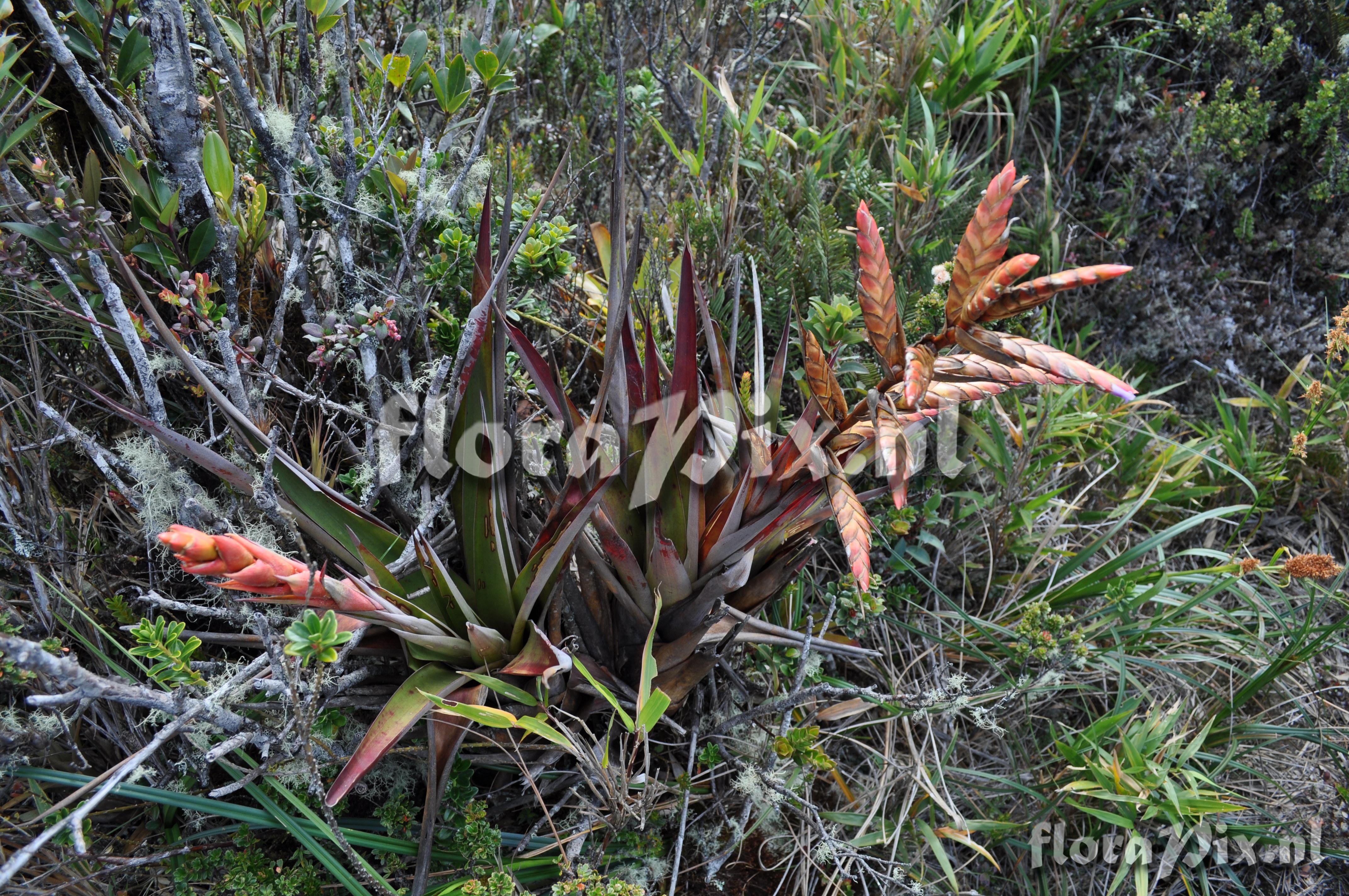 Tillandsia confinis L.B. Sm.