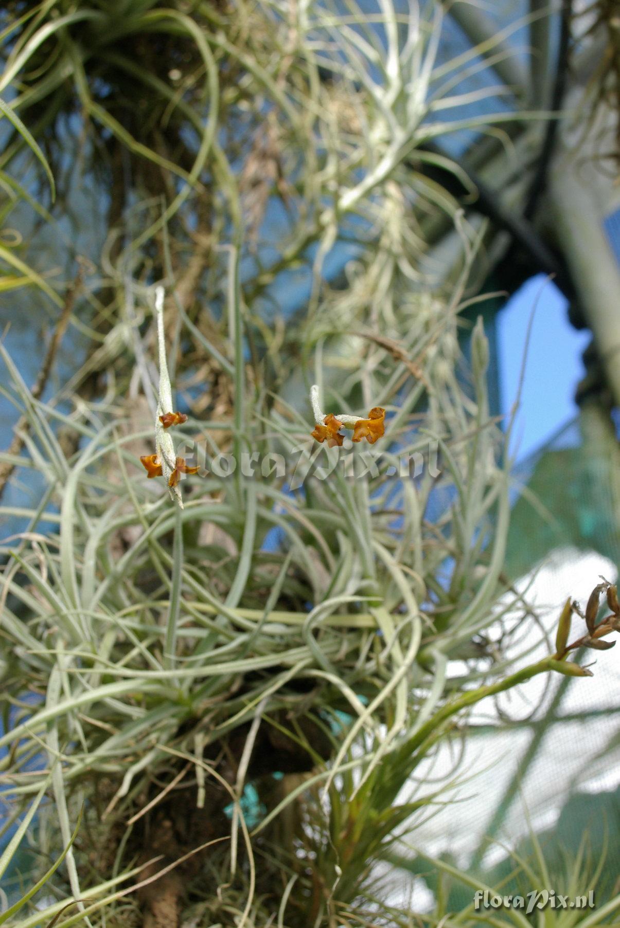 Tillandsia crocata