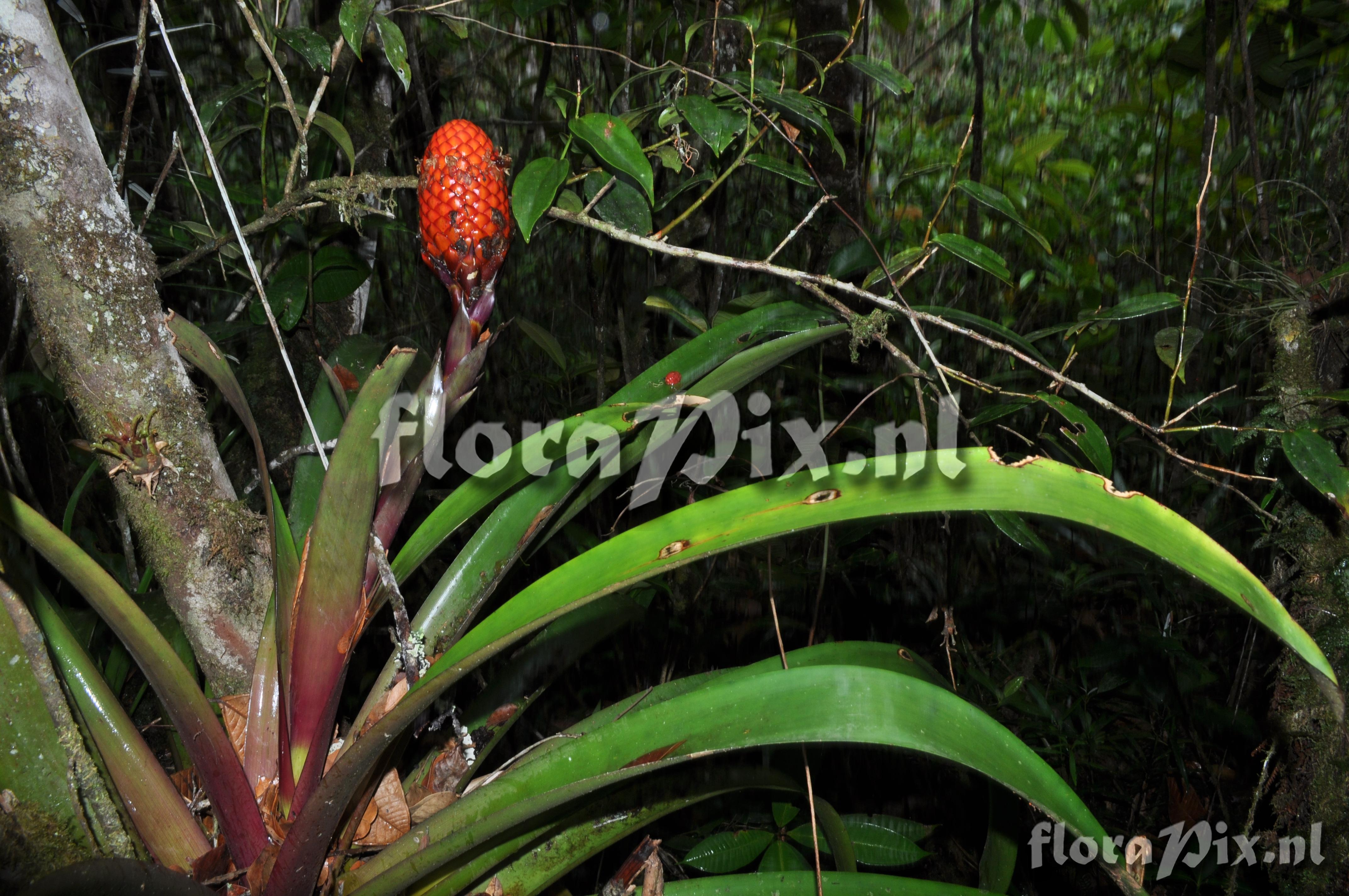 Guzmania claviformis 