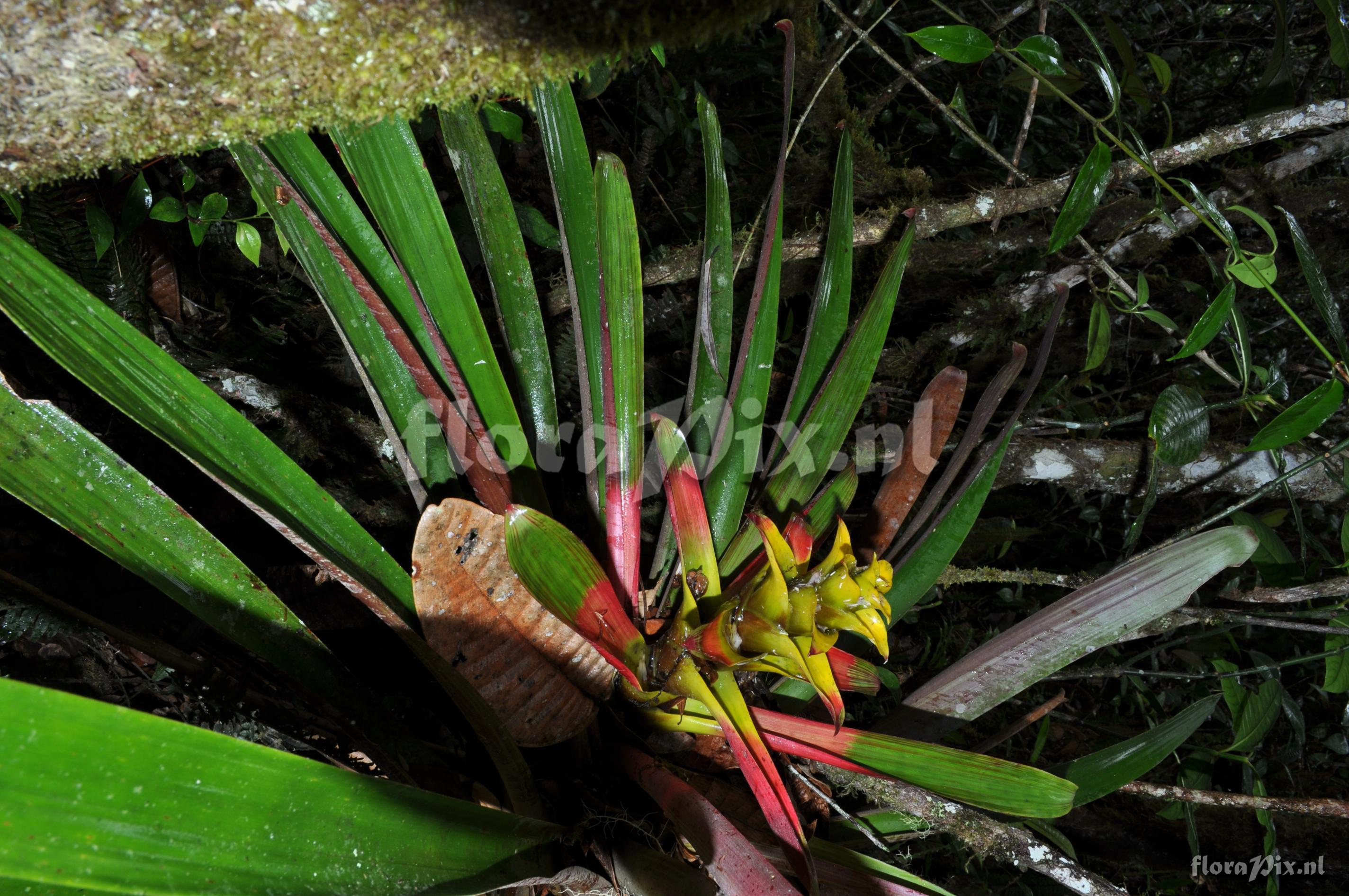 Guzmania squarrosa