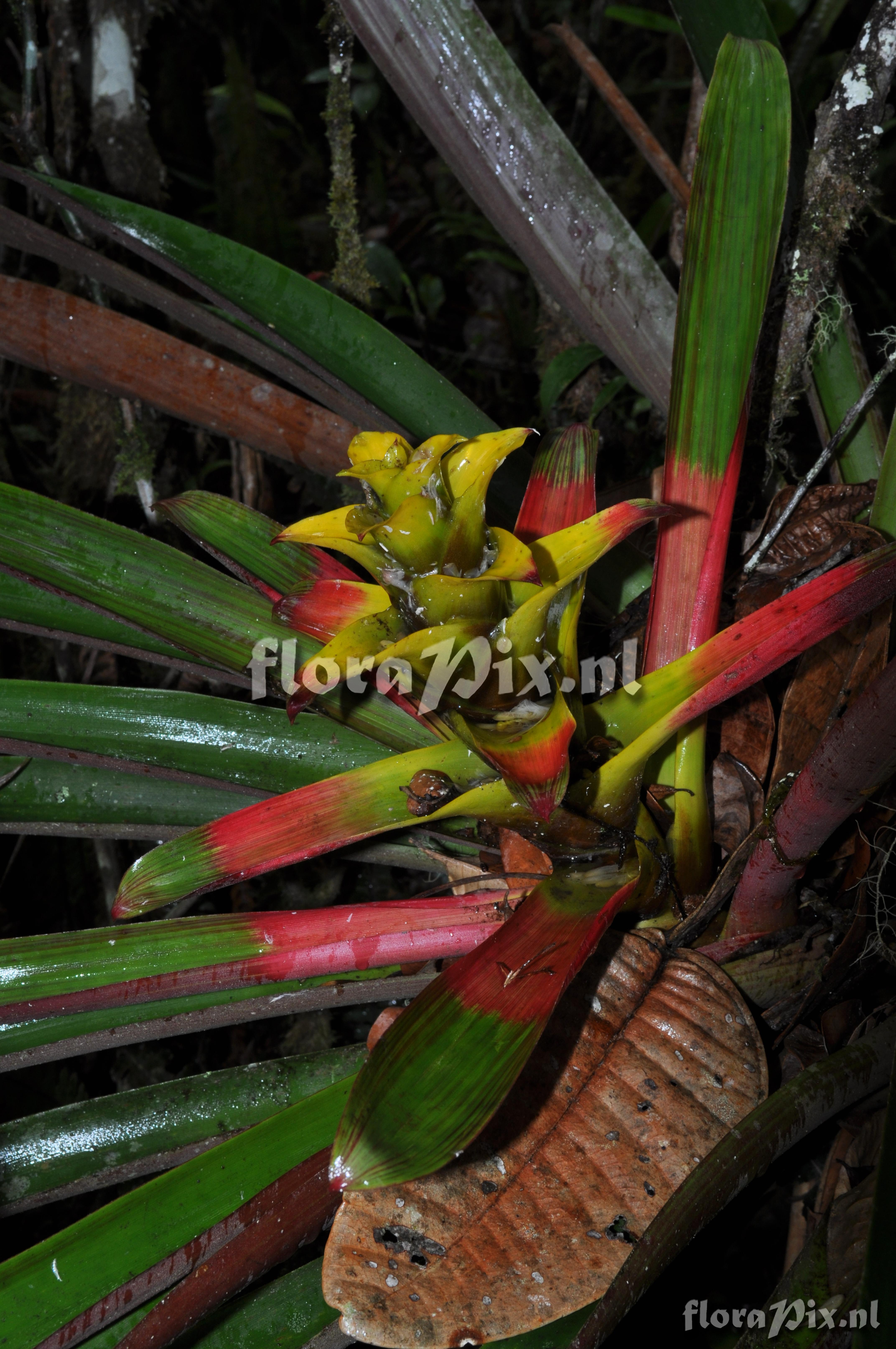 Guzmania squarrosa