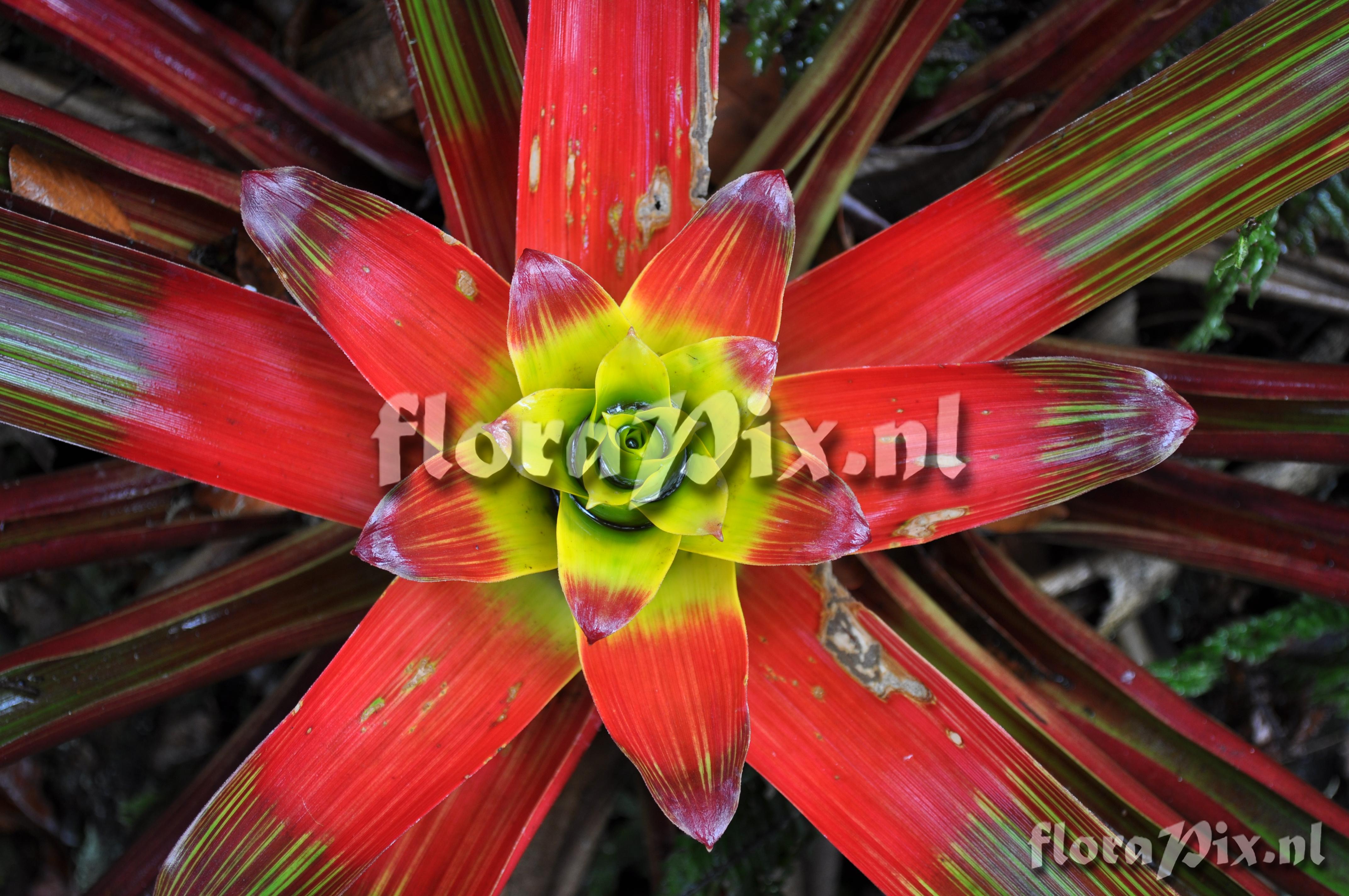 Guzmania squarrosa