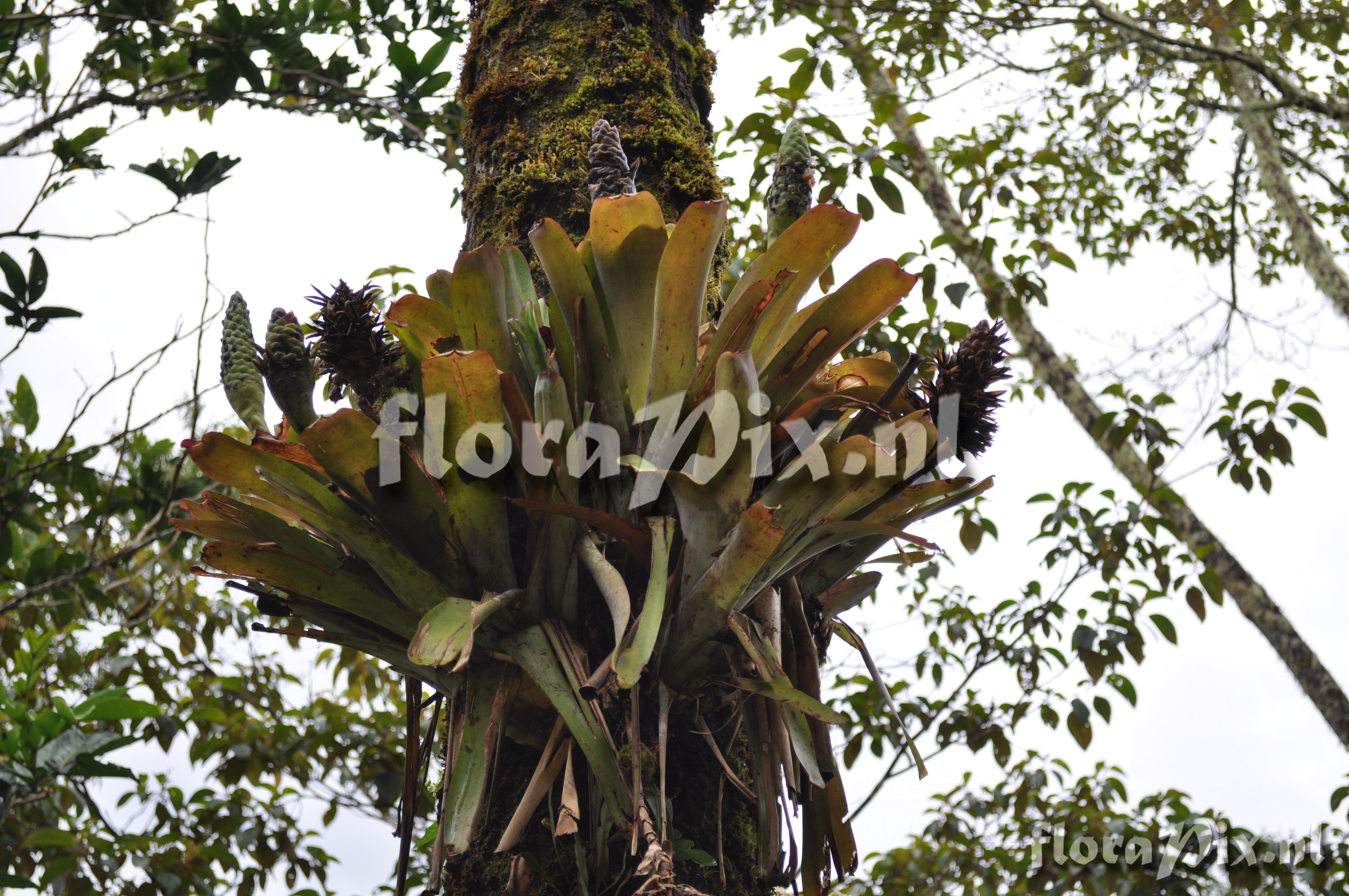 Guzmania retusa