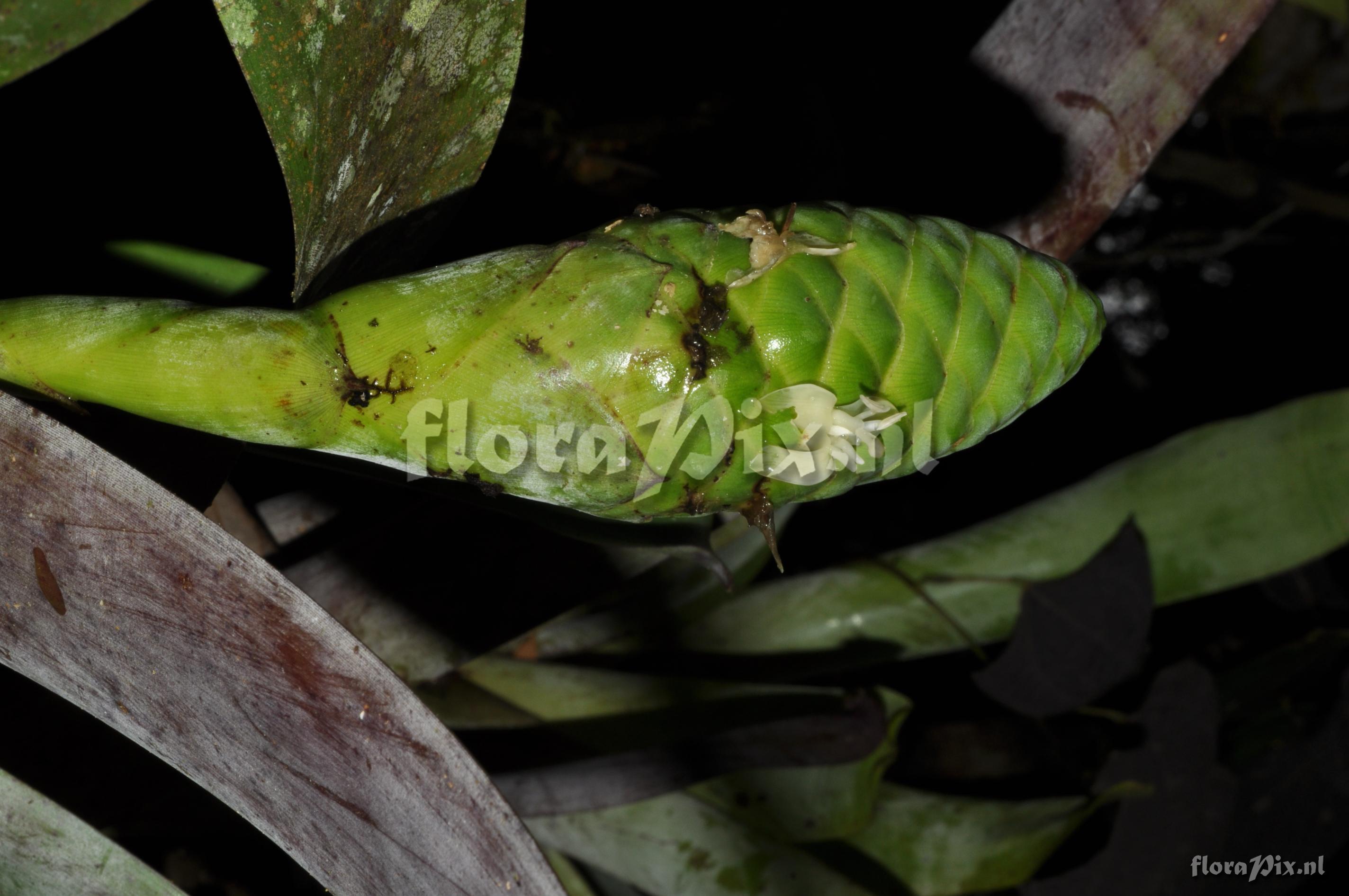 Guzmania retusa