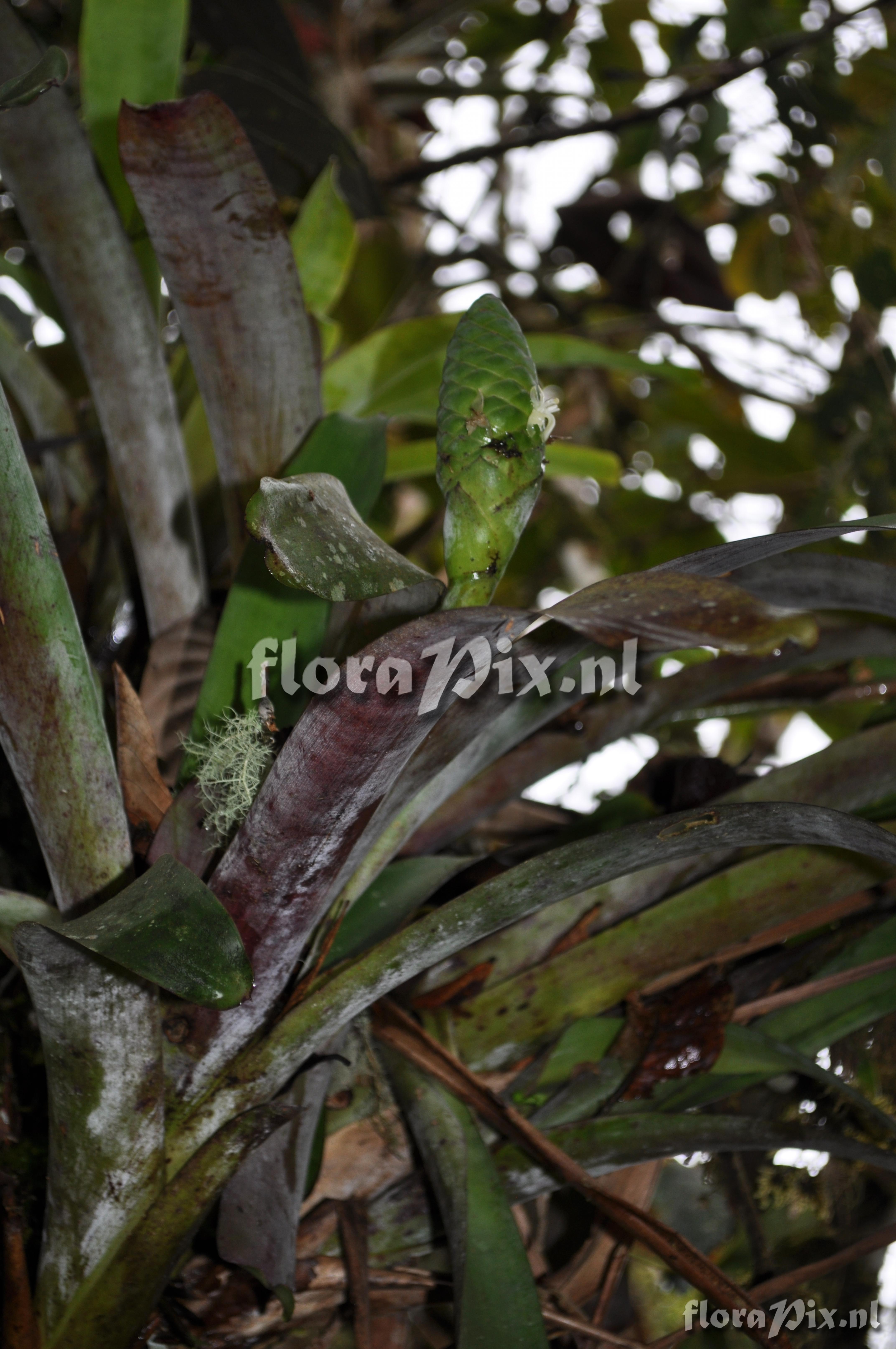 Guzmania retusa