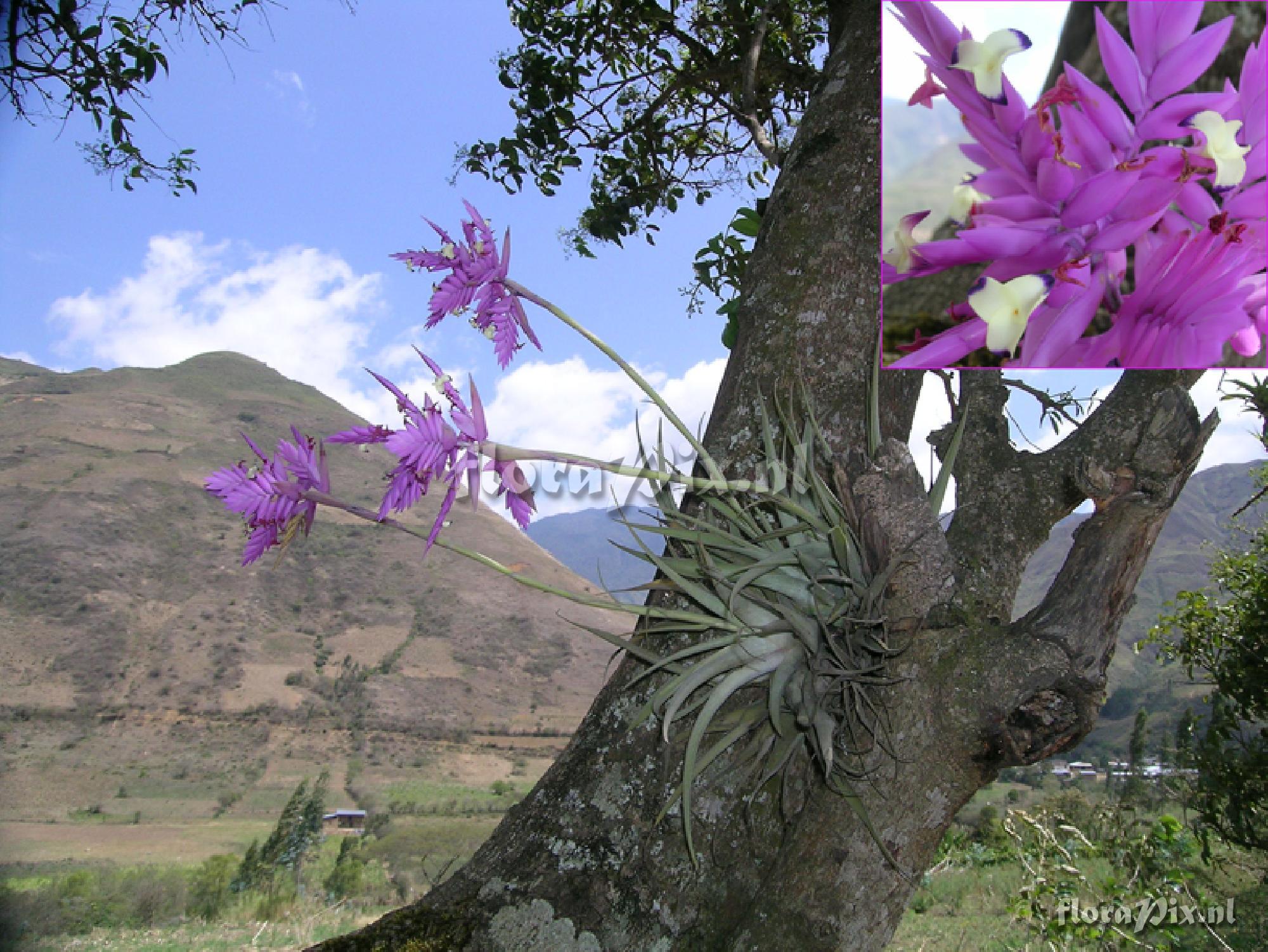 Tillandsia cacticola