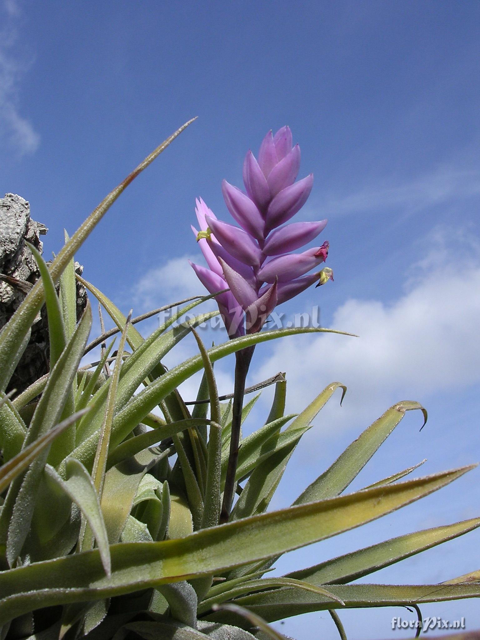 Tillandsia cacticola