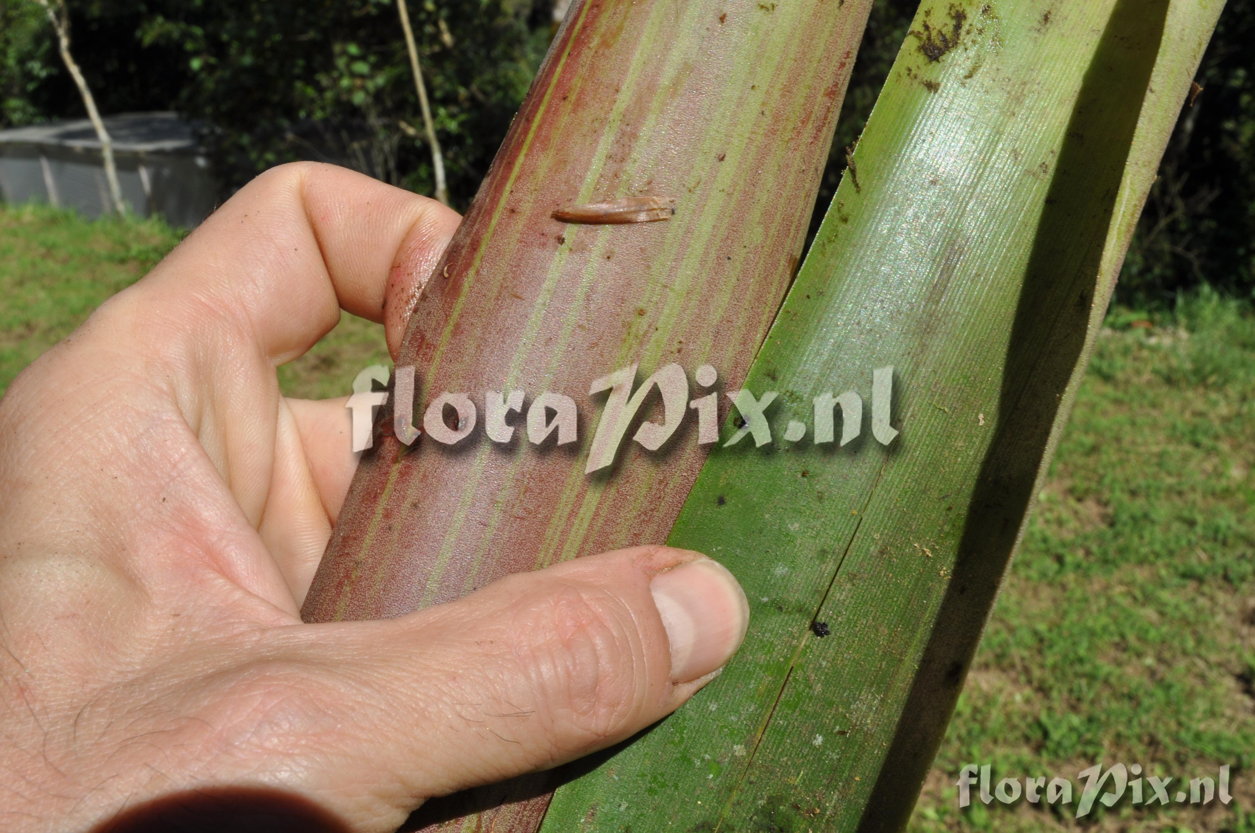 Guzmania squarrosa