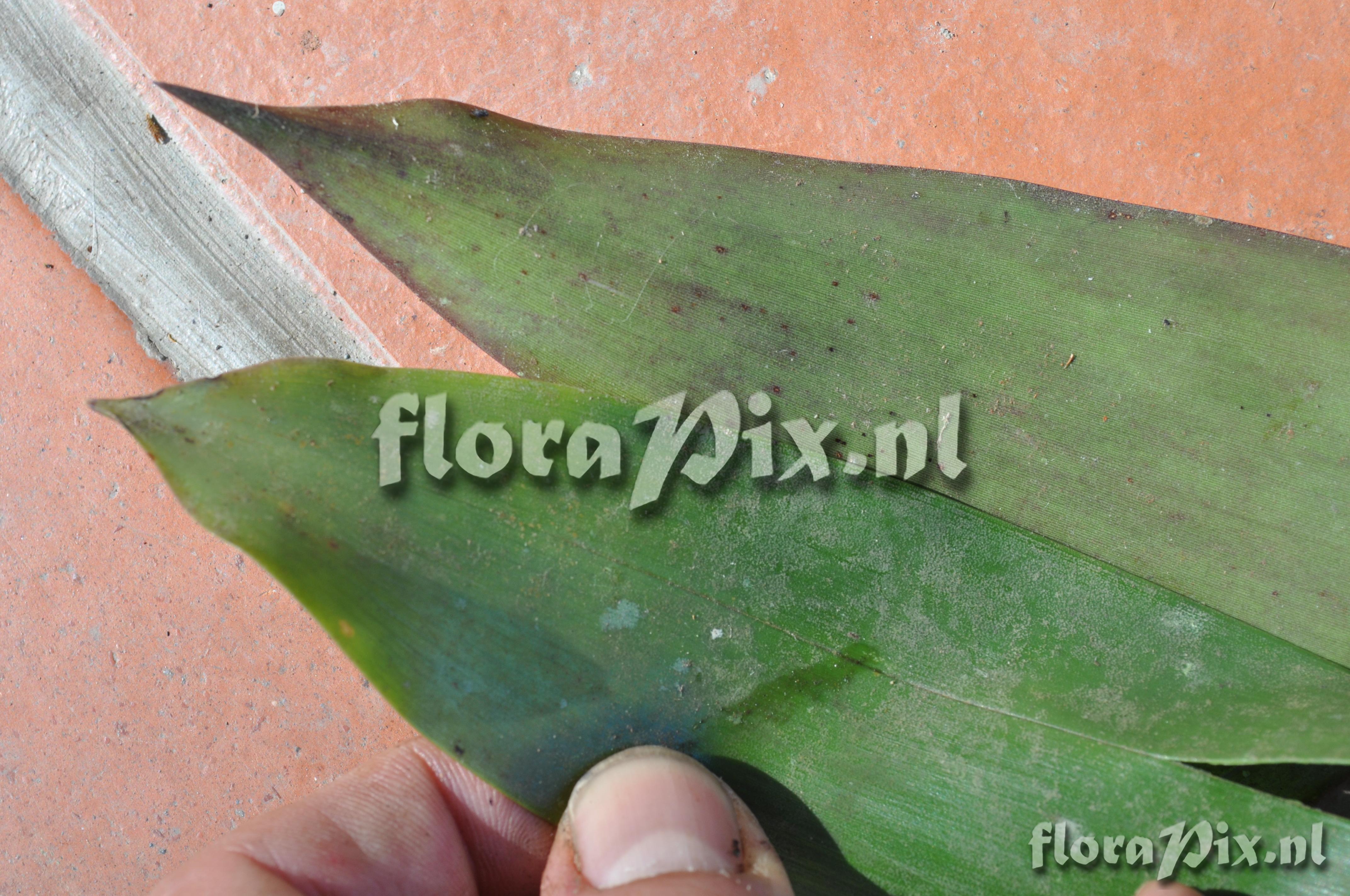 Guzmania claviformis