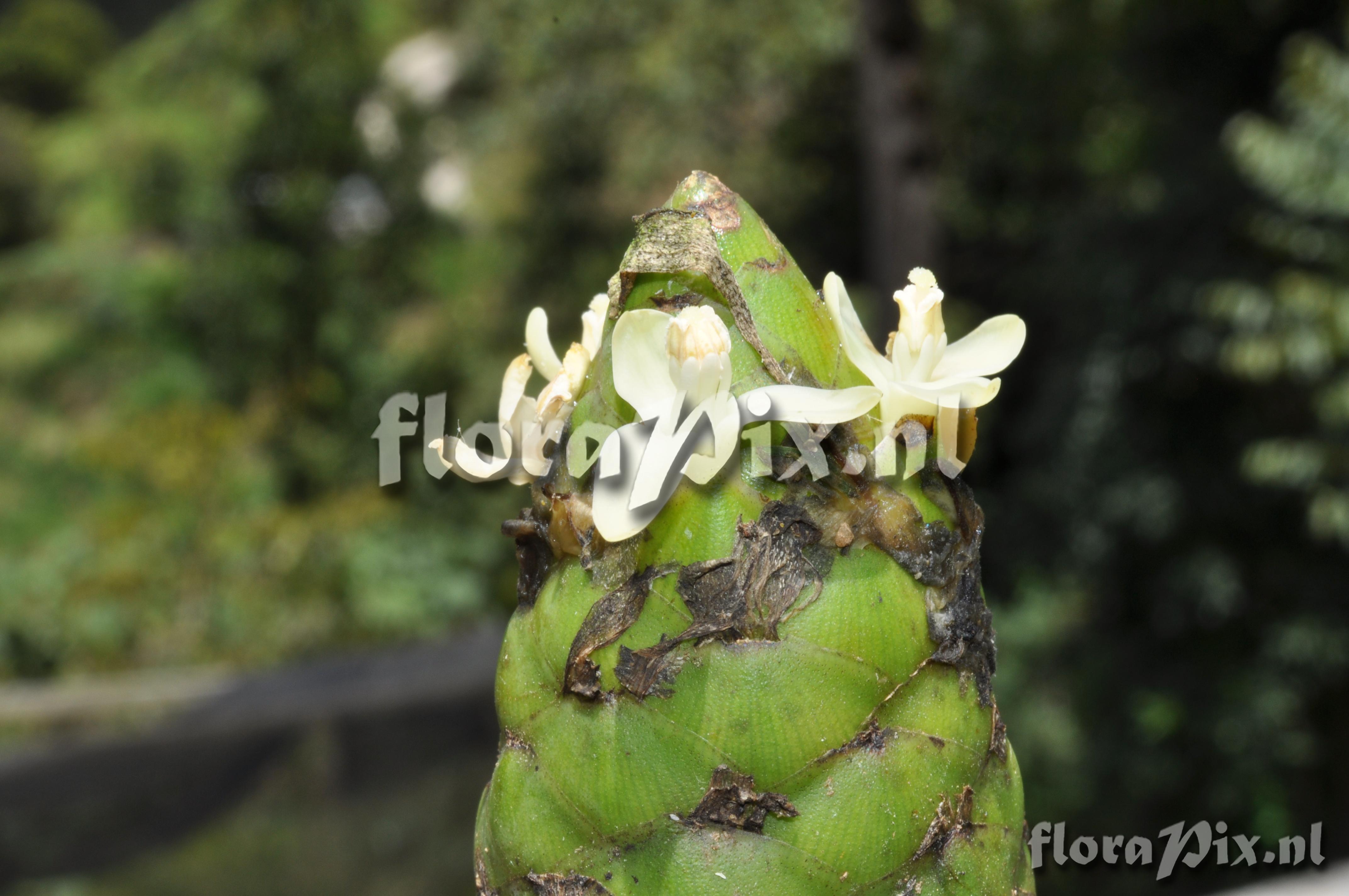 Guzmania retusa