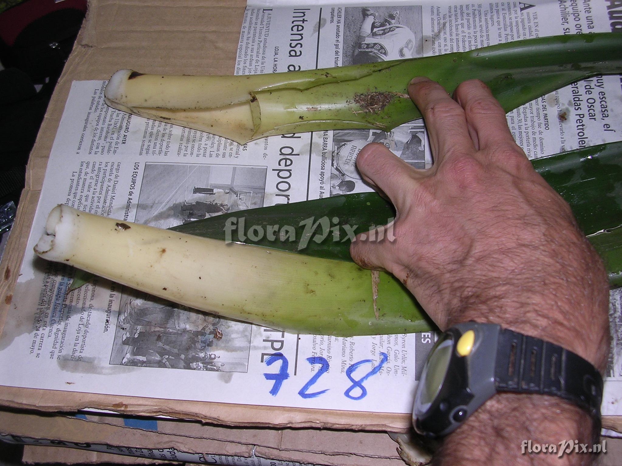 Guzmania confusa L.B. Sm.