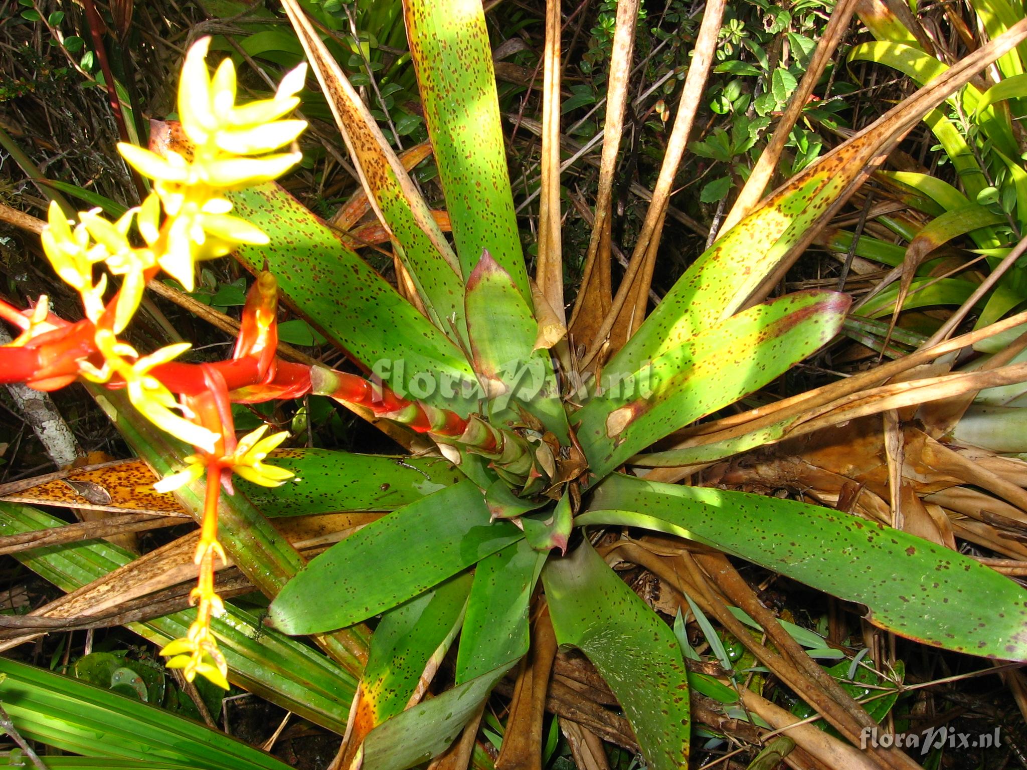 Guzmania difusa