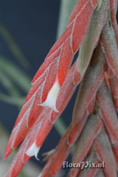 Tillandsia didisticha