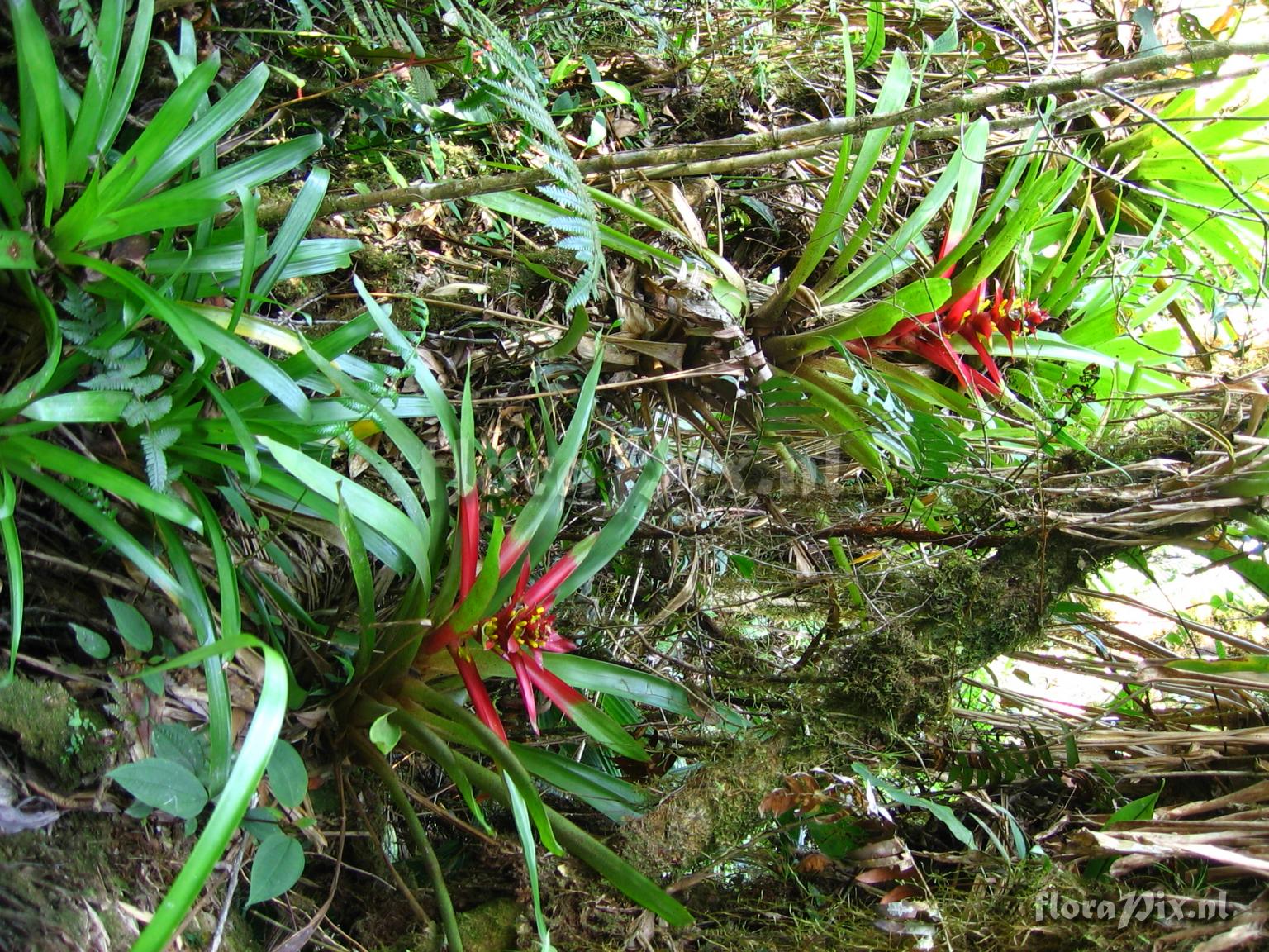 Guzmania kareniae