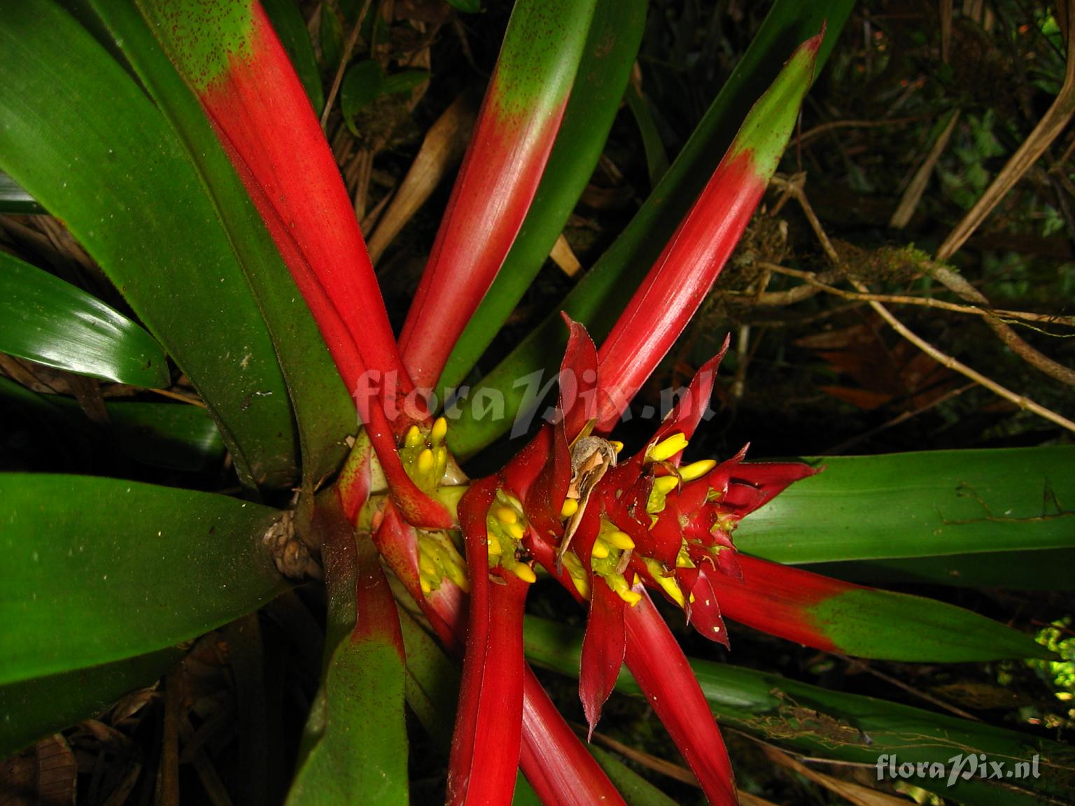 Guzmania kareniae