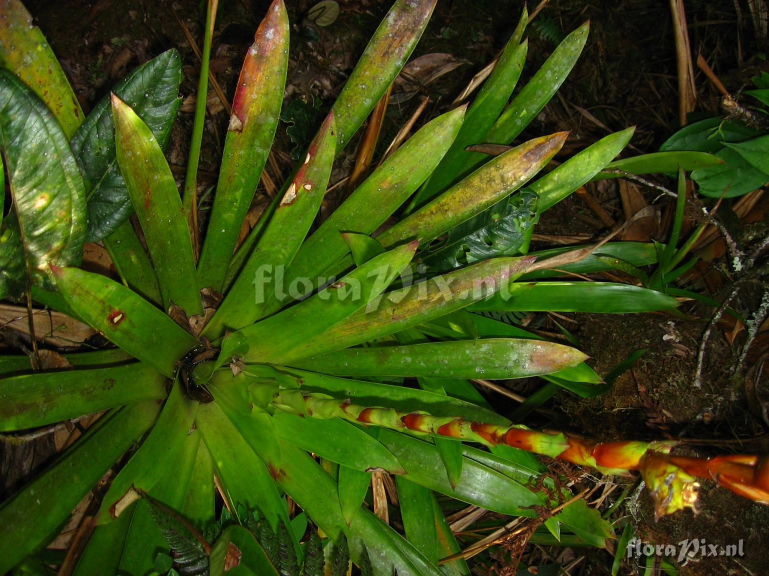 Guzmania atrocastanea H. Luther