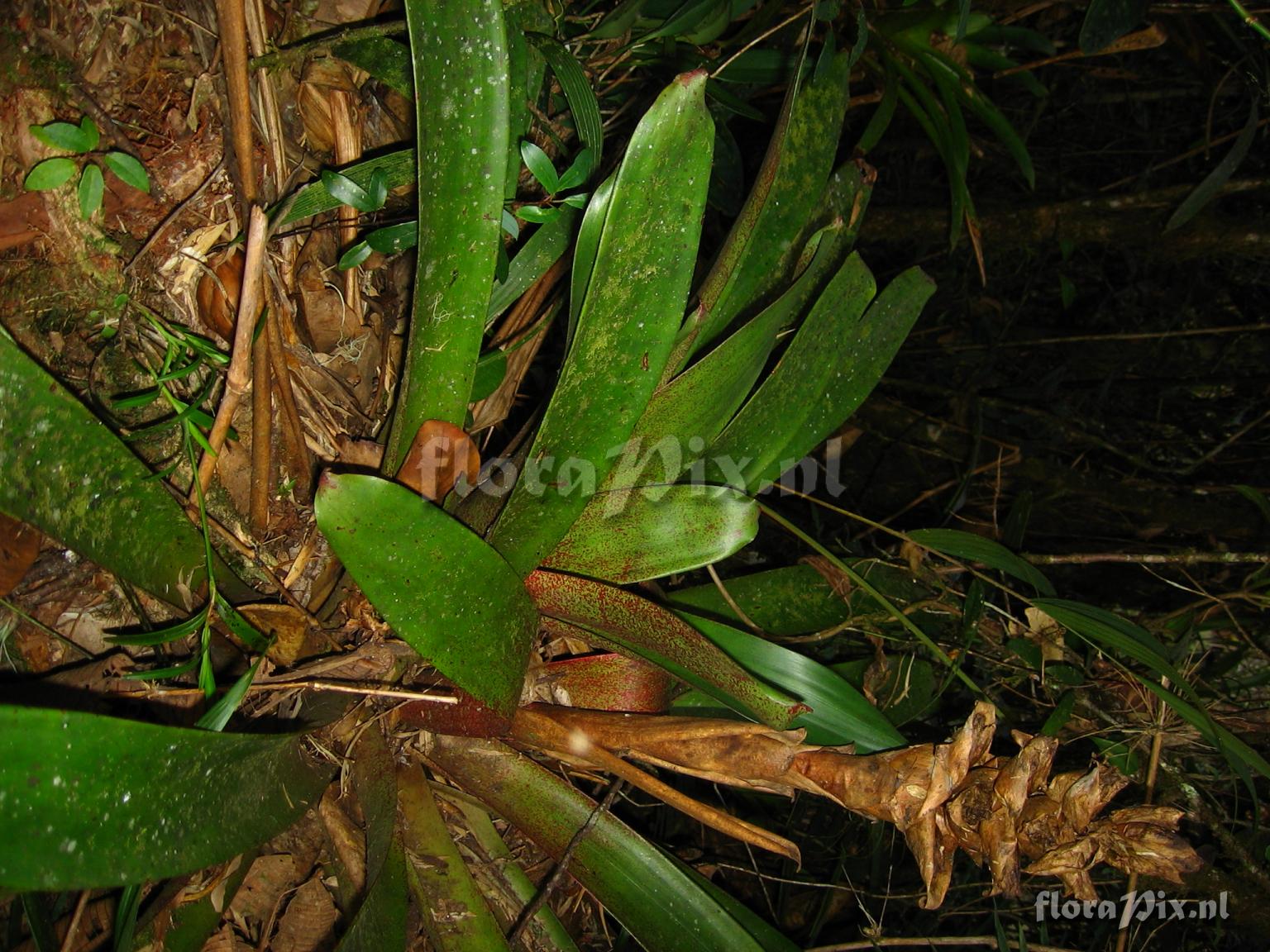 Mezobromelia capituligera 