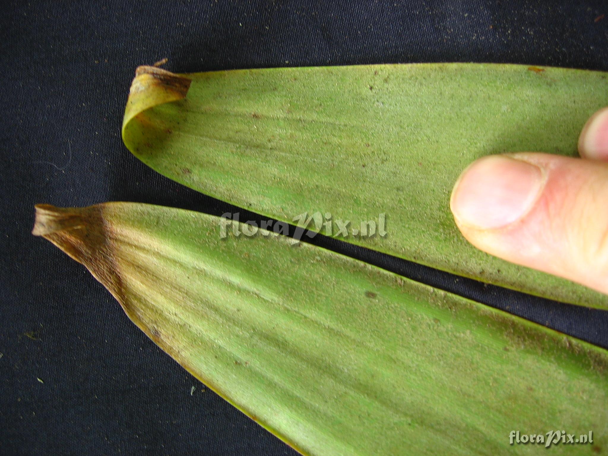 Racinaea tripinnata (Bak) M.A. Spencer & L.B. Smith